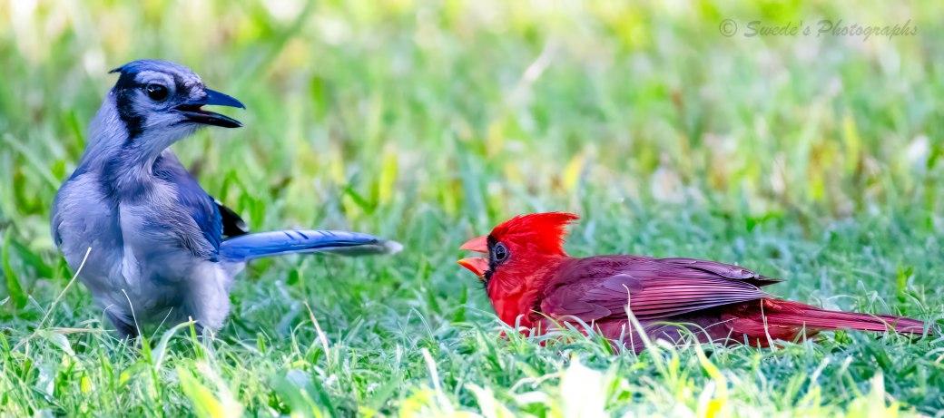 "The scene takes place at ground level in a patch of bright green grass. A blue jay and a northern cardinal stand only inches apart, both firmly planted on the earth. The grass around them is fresh and lively, blades bending slightly under their small bodies. The blue jay looks sharp and assertive — feathers patterned in bold blues and whites, its crest tipped upward in irritation. Its posture leans forward just a bit, wings tucked but shoulders lifted, giving the impression of a bird that’s not afraid to press its point. The cardinal, glowing red like a small ember in the grass, faces the jay with unmistakable intensity. Its crest is raised high, and its beak is wide open, a bright orange triangle aimed directly at the jay. The open beak isn’t a threat of violence — it’s a warning, a loud “stay back” delivered without sound. The cardinal’s black mask frames that open beak, making the gesture even more dramatic. Between them hangs a tiny pocket of tension: two birds, two colors, two tempers. The jay stands its ground with cool confidence; the cardinal counters with fiery defiance. The grass rustles softly around them, as if nature itself is watching this brief, bright disagreement. In another heartbeat, they’ll go their separate ways. But right now, the ground is their stage, and the cardinal’s open beak is the headline." - Microsoft Copilot with edits by the photographer
