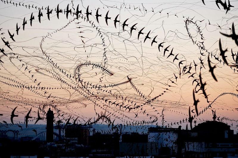 The photo visualizes the continuous flight paths of birds as intricate, curved lines resembling calligraphy - likely chimney swifts preparing to roost at dusk.