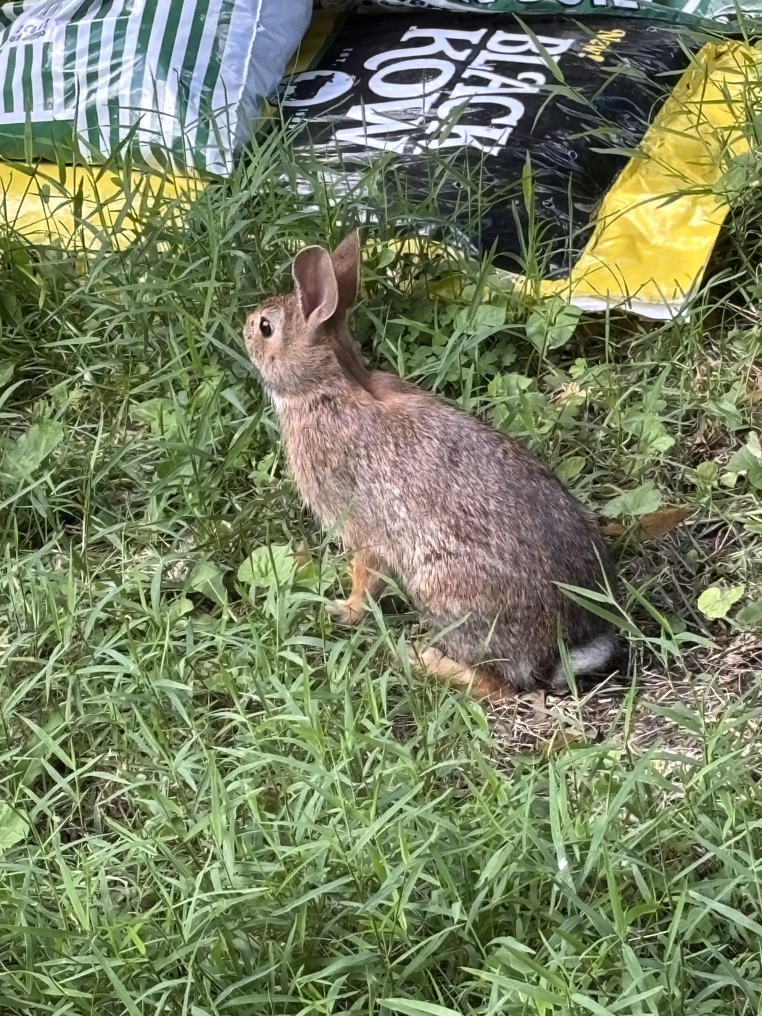 a rabbit in out back yard