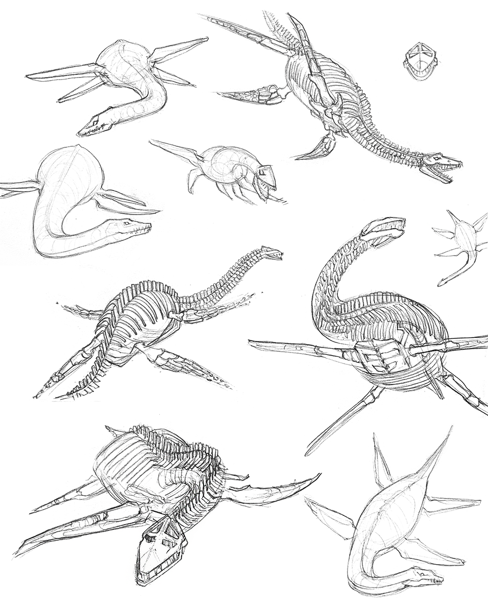 Pencil drawings of a plesiosaur skeleton/body from different views and angles
