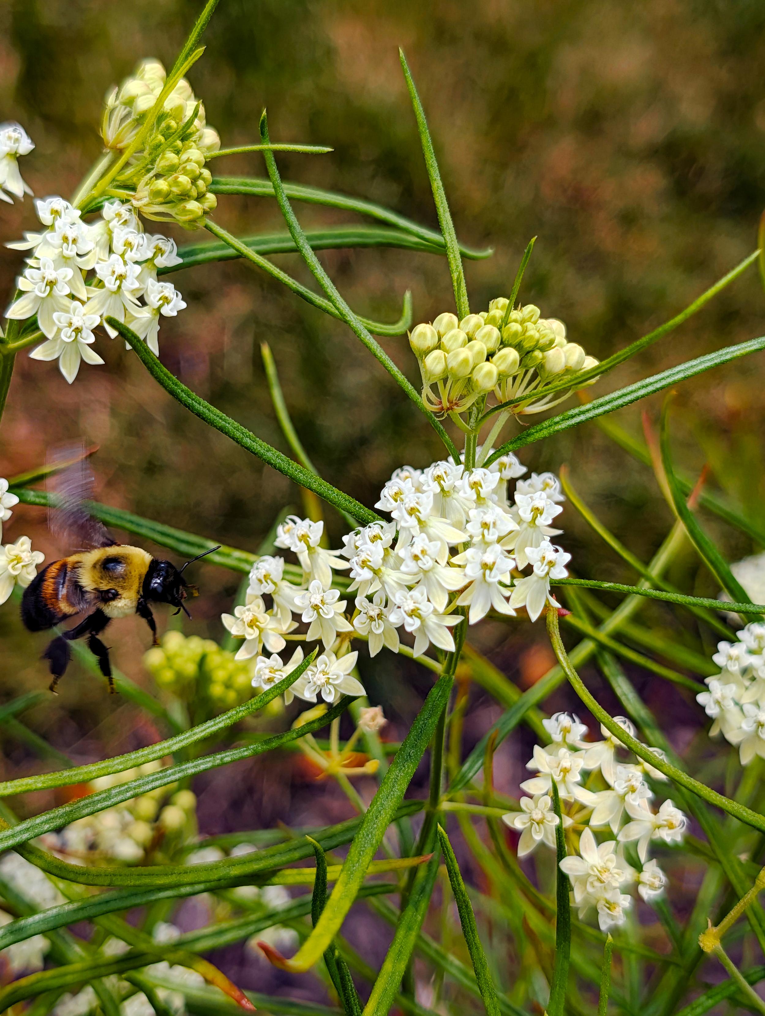 The bumblebee is flying toward the milkweed, which it will enjoy momentarily.
