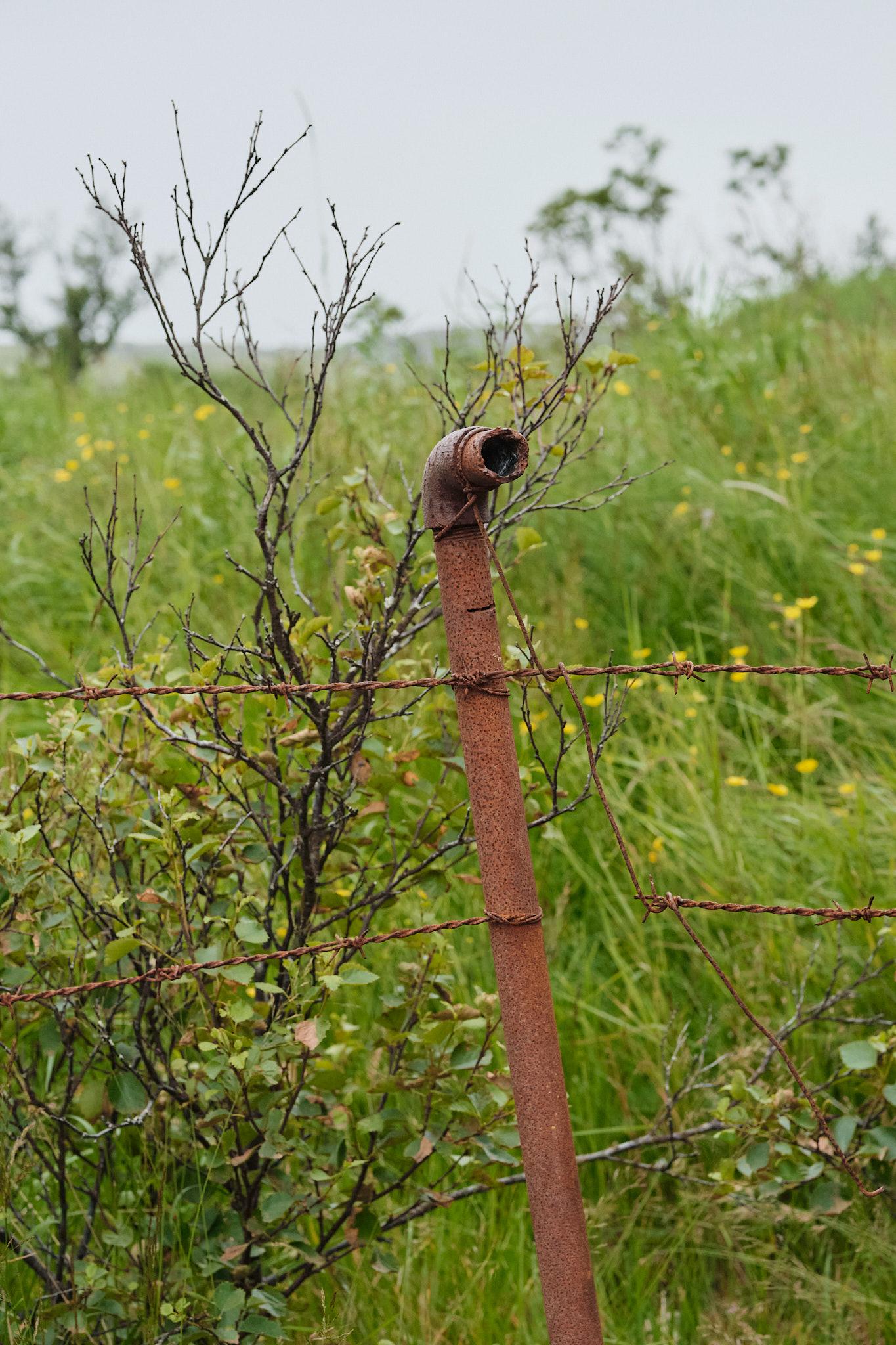 A rusty pipe used as a fence post. It is surrounded by green and a small birch tree