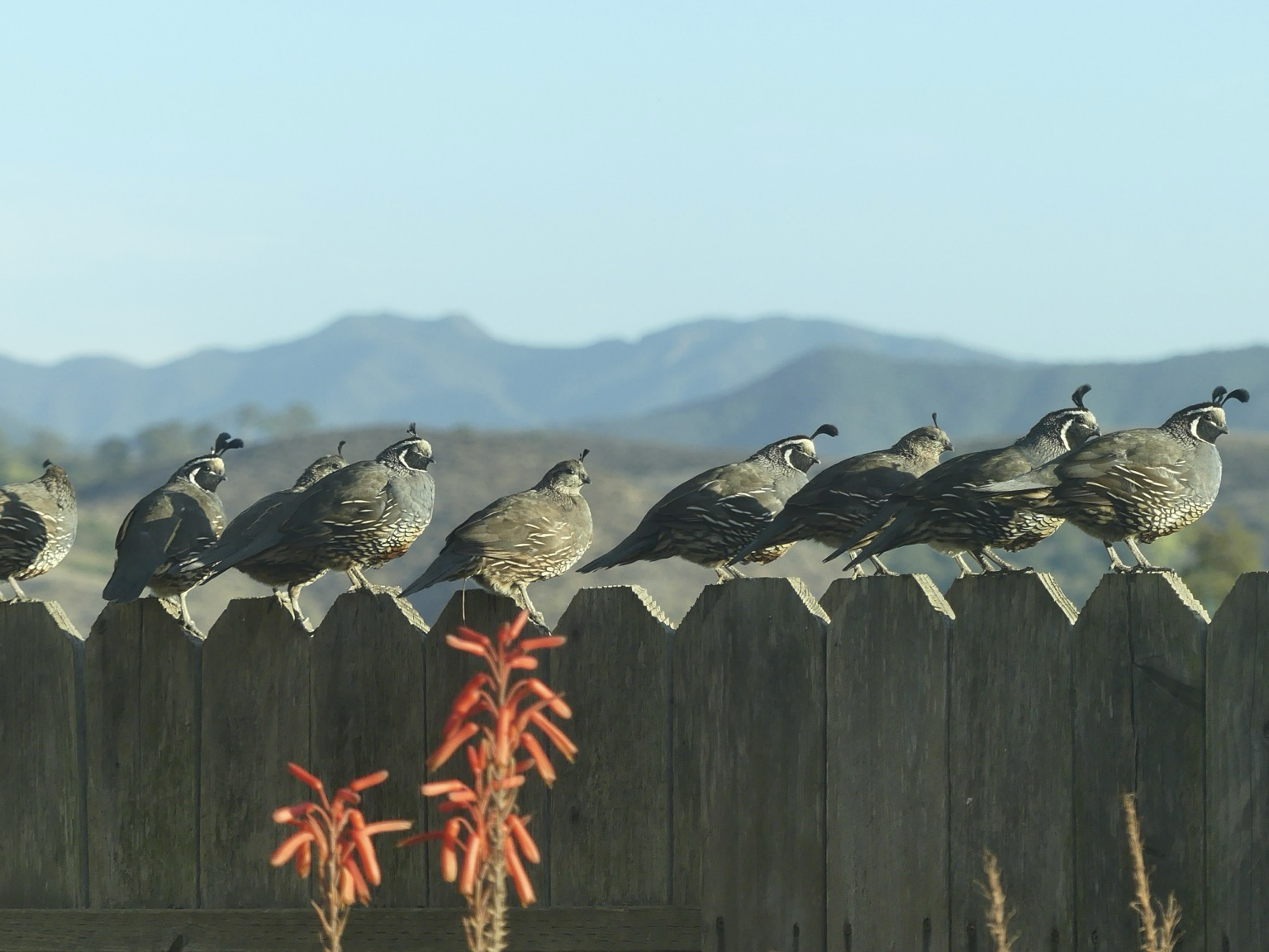 A line of quail up on the fence line with foot hills and mountains in the background. There are nine quail and they are all looking towards the right in the direction of their cactus patch (unseen)