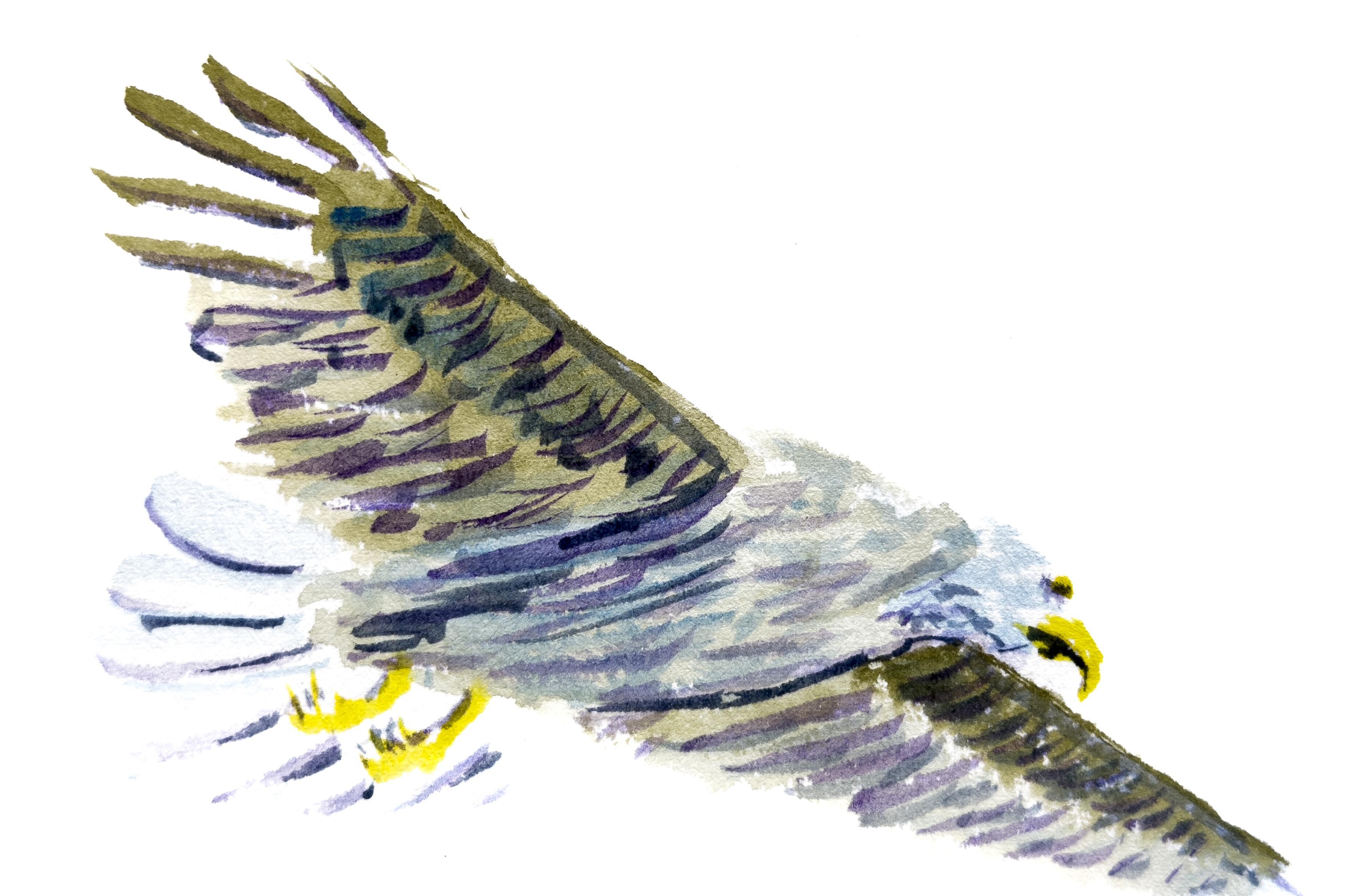 Inktense watercolour painting of an eagle.