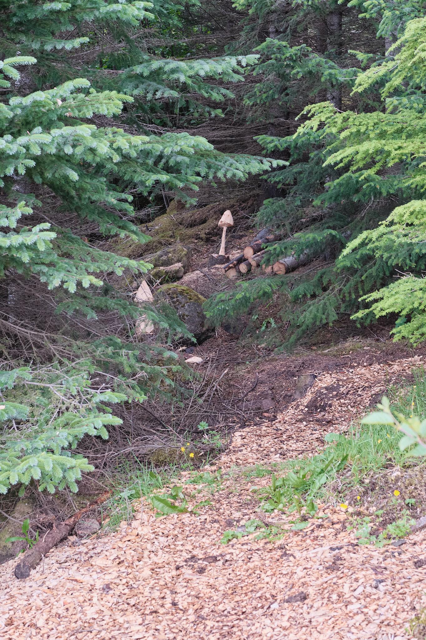 A closer view of the mushroom stumps.