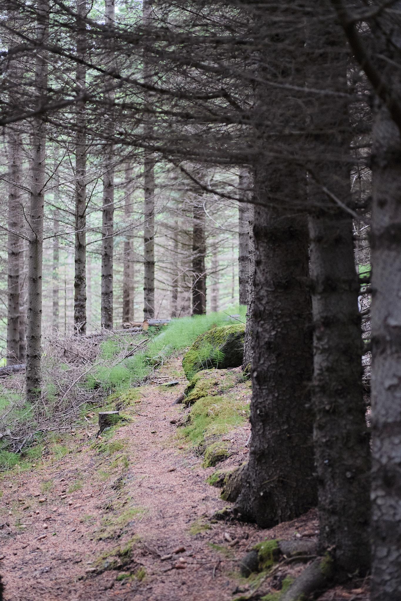 Behind the new path is an older, disused path so there must have been another path leading up there at some point.