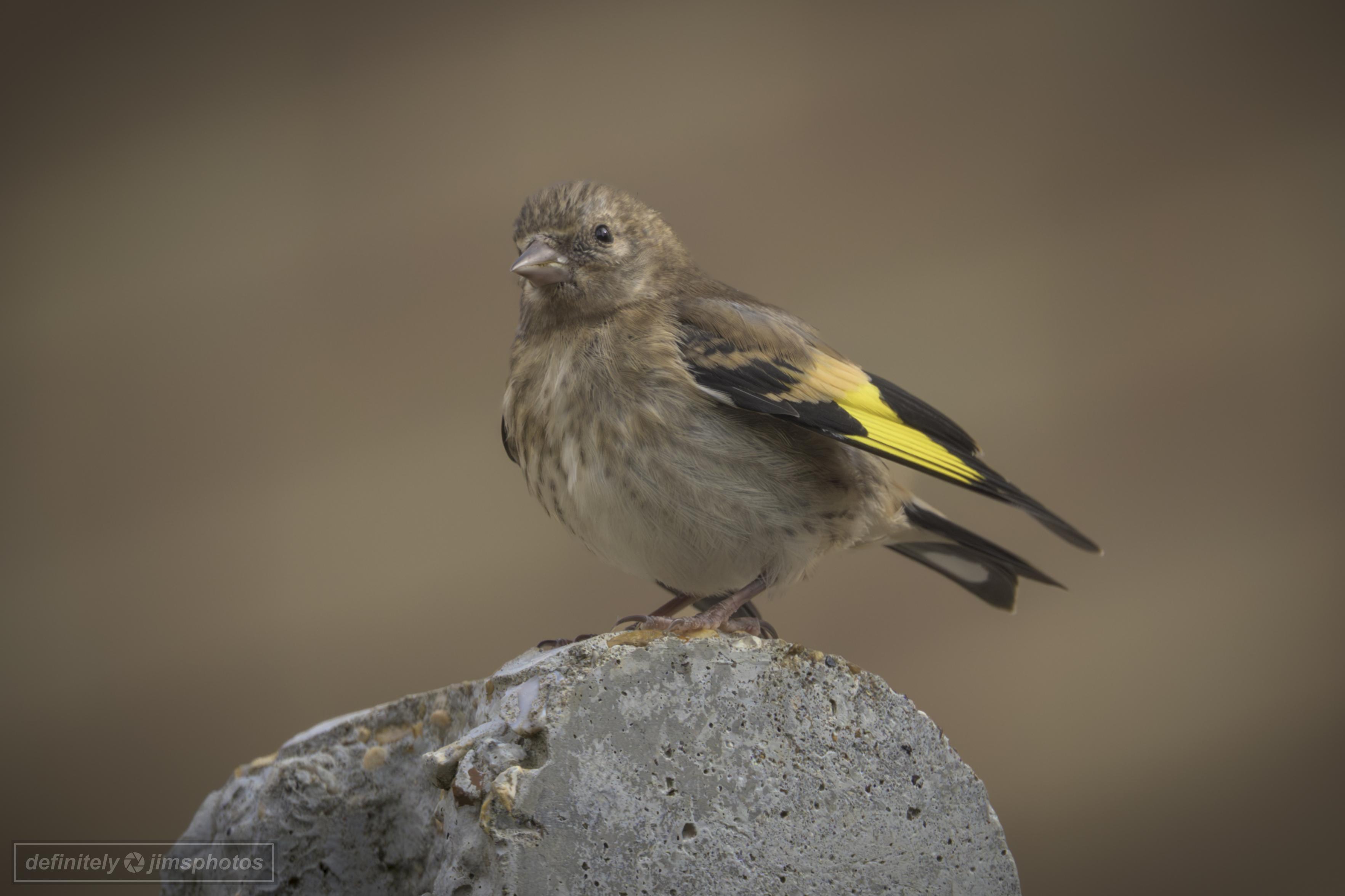 a young bird stood on a post
