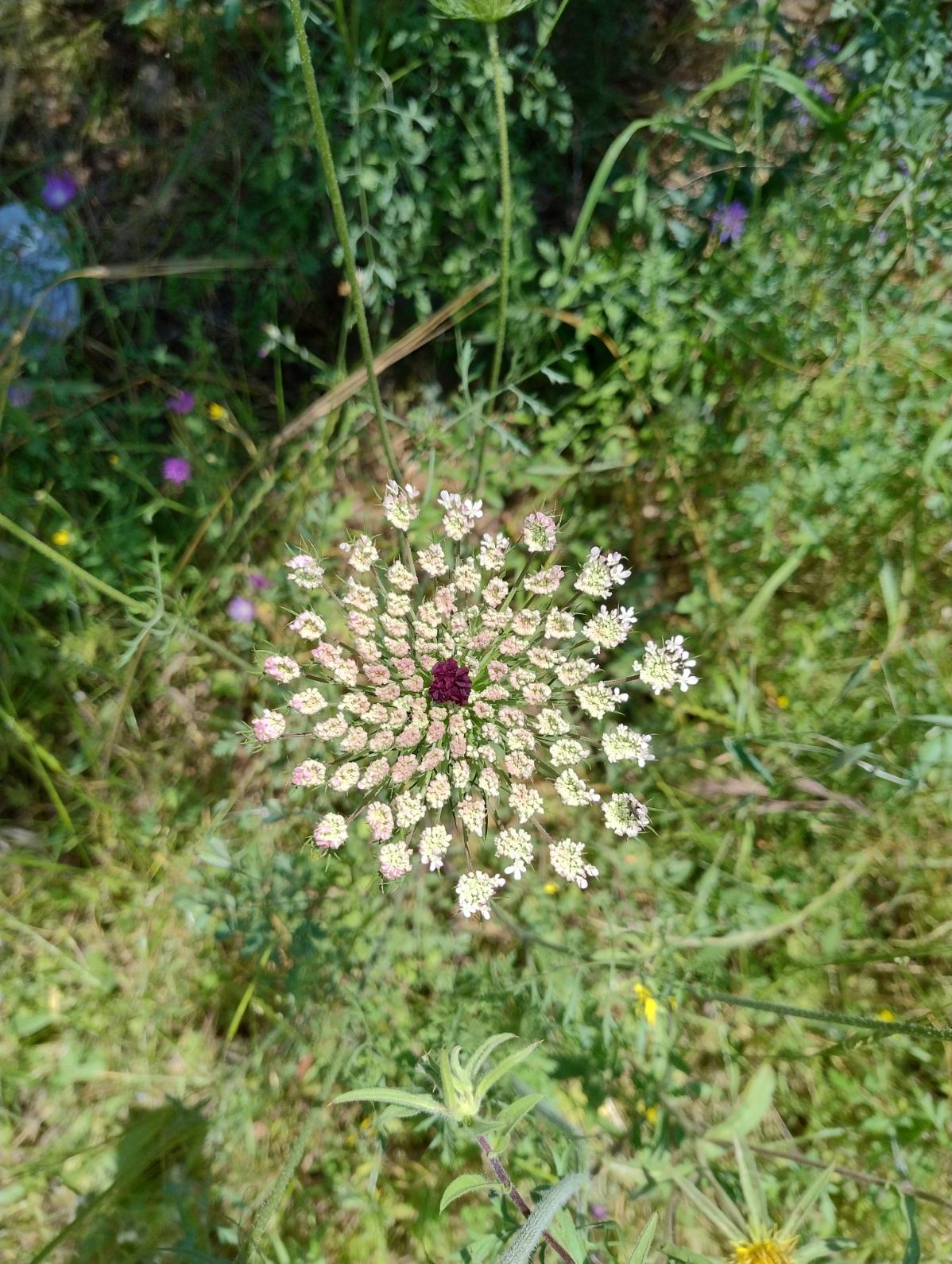 the umbel of a white flower with a red dot in the middle. it's probably a wild carrot.