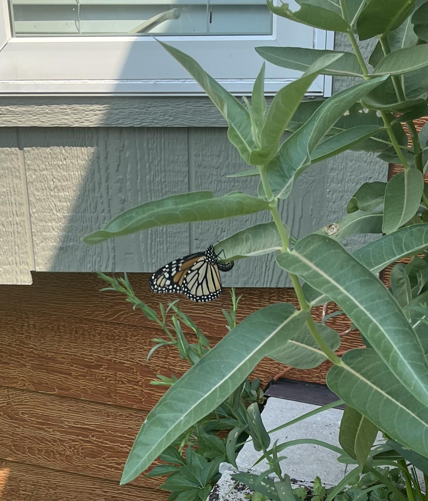 monarch butterfly