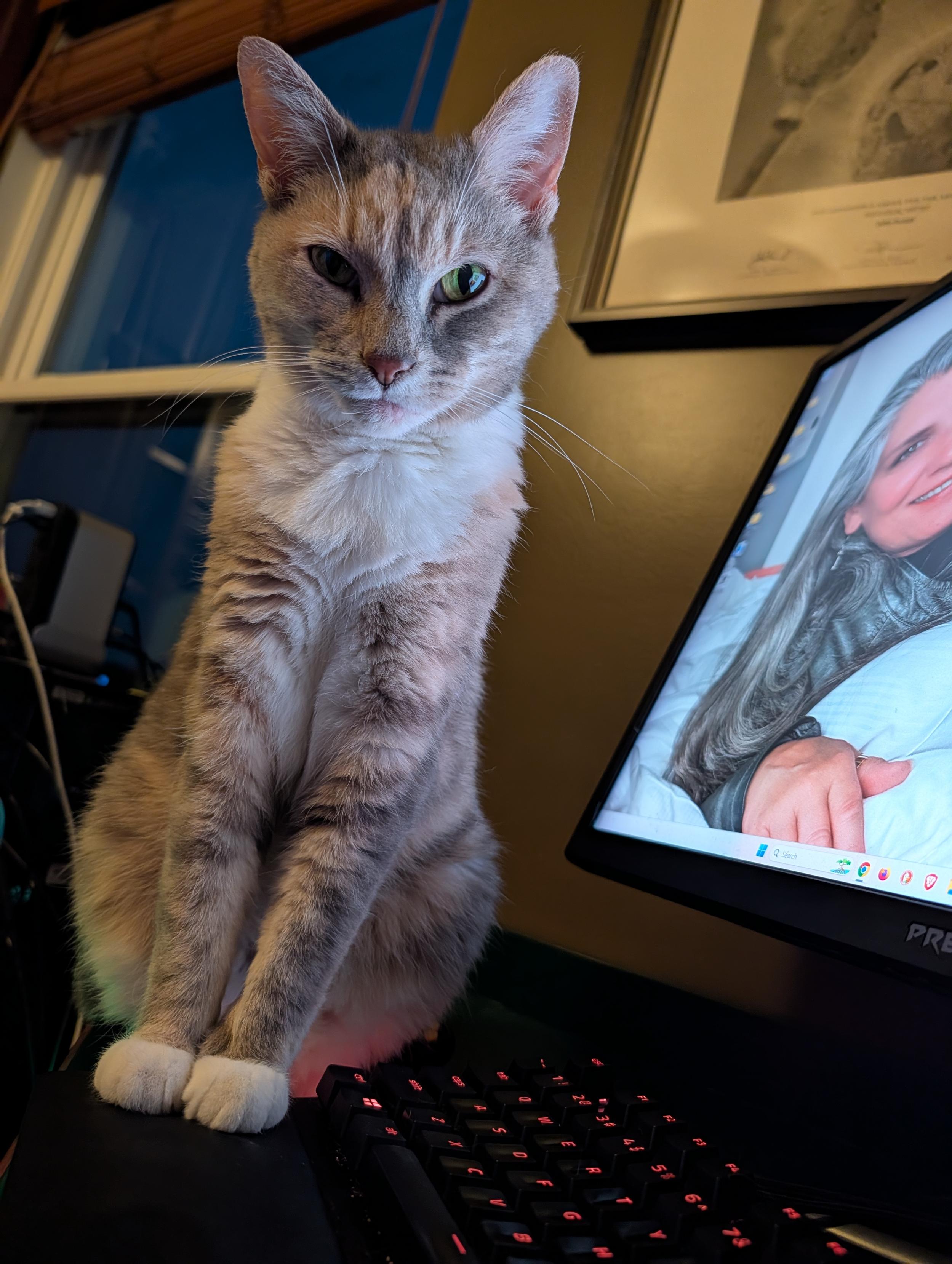 Sugar the cat on my desk, looking at me like she is totally innocent of the heinous crime I am about to discover in my shoes