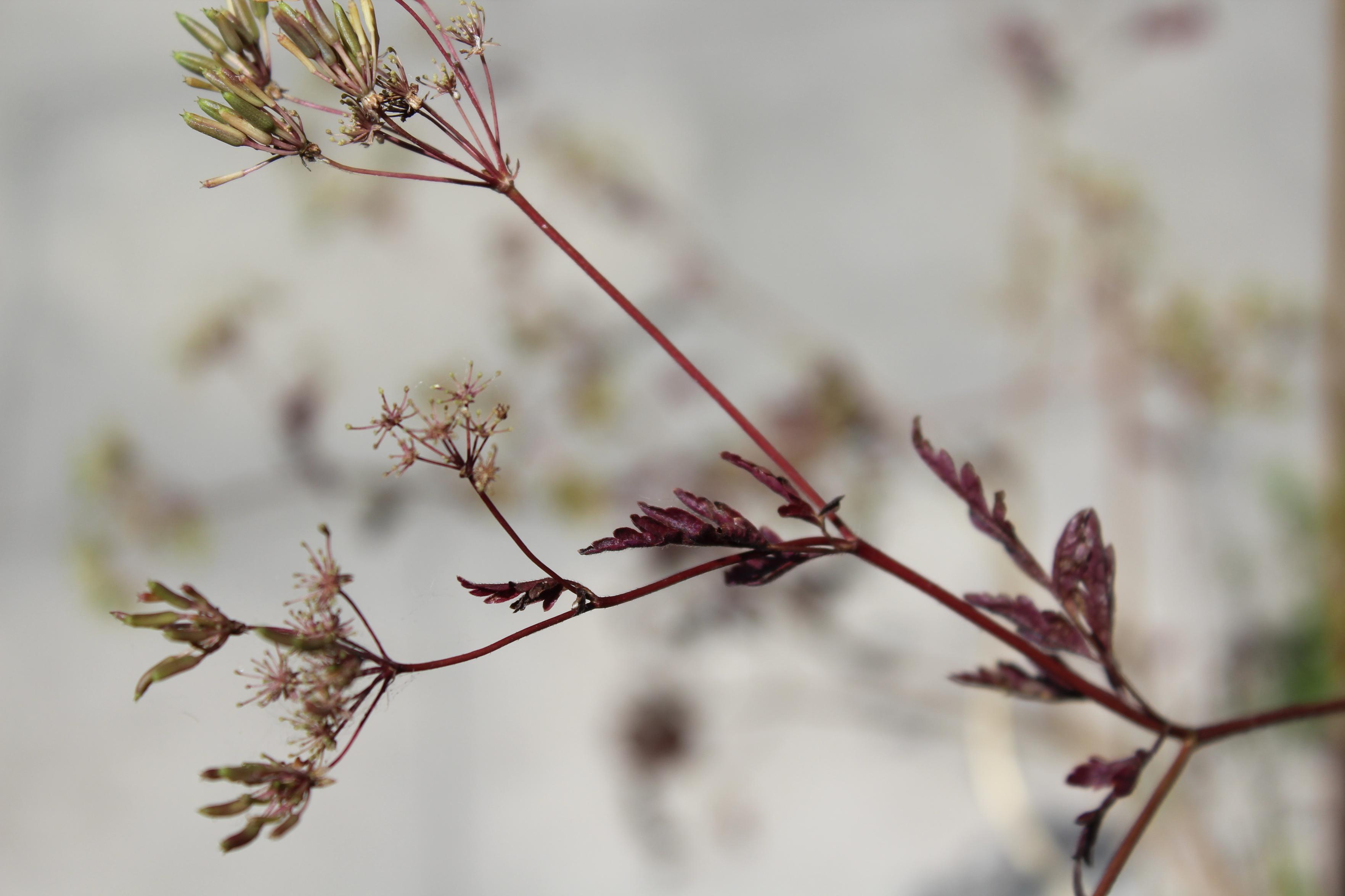 reddish stalk of an umbellifer plant, with sparse purplish leaves and tiny shiny green fruits that almost look like miniature courgettes (but very straight and small)