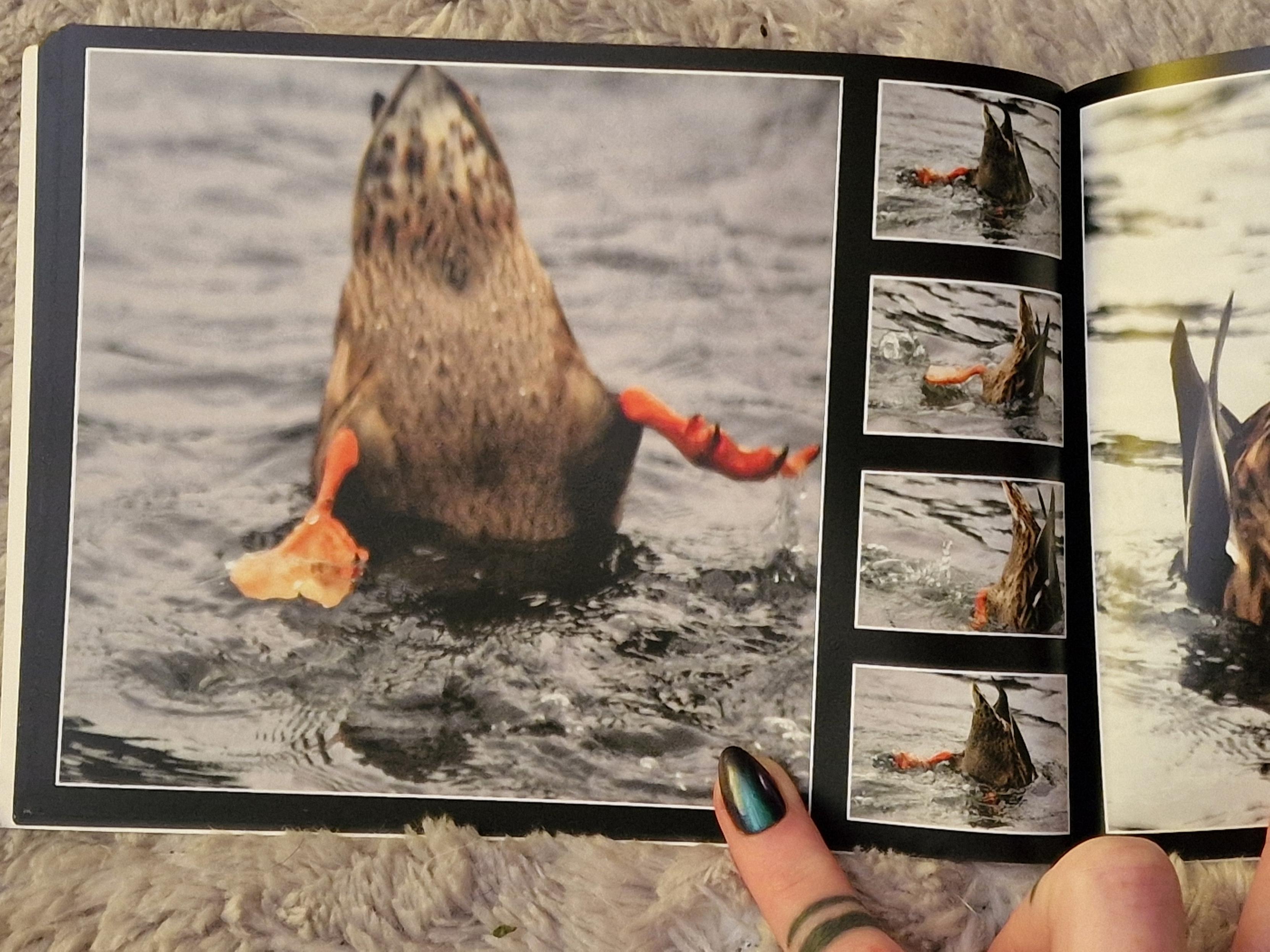 A page in the book. It is a series of 5 photos of a duck upside down in the water, only their butt visible