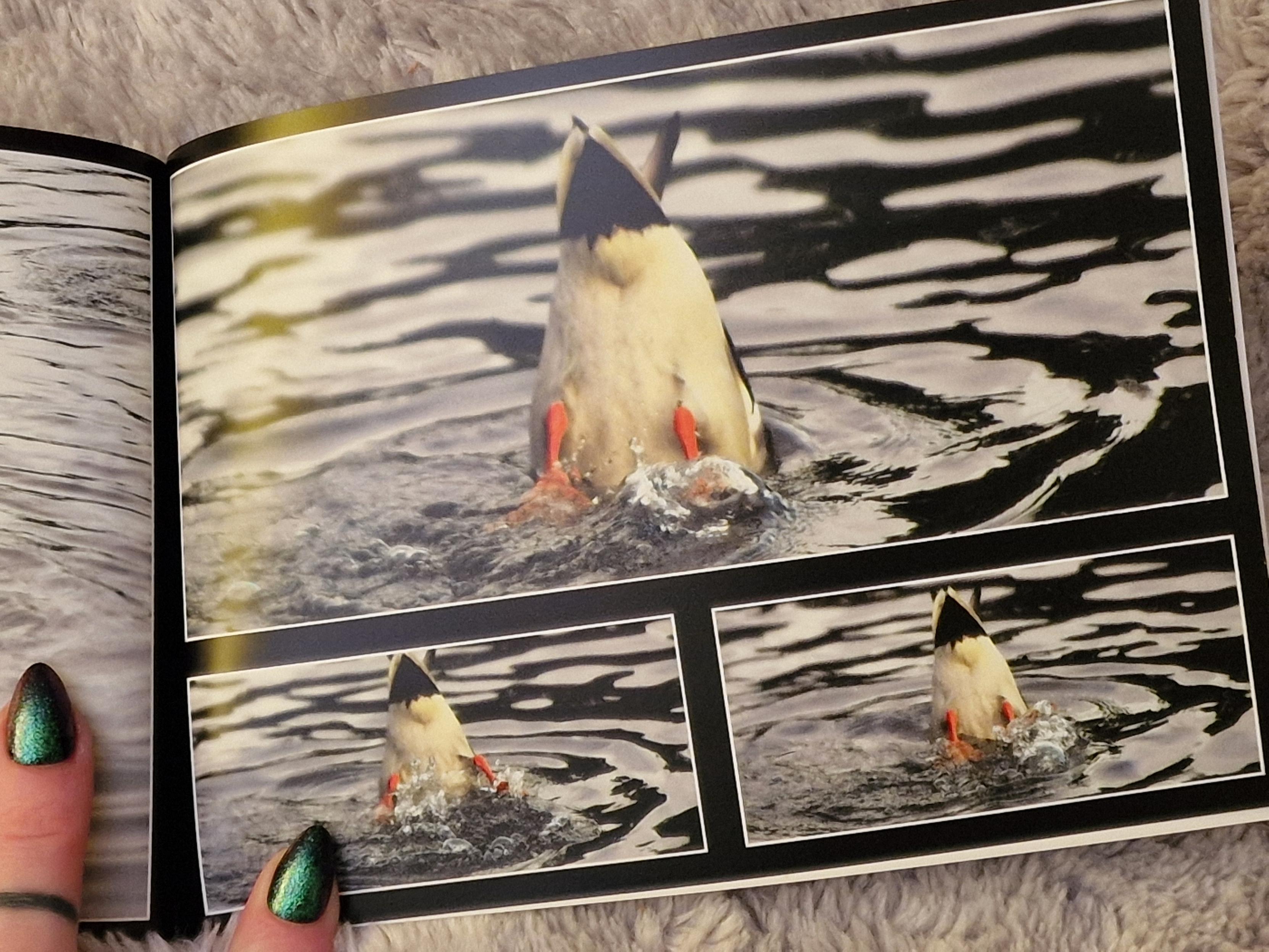 A page of 3 photos of a mallard duck's bum sticking out of the water
