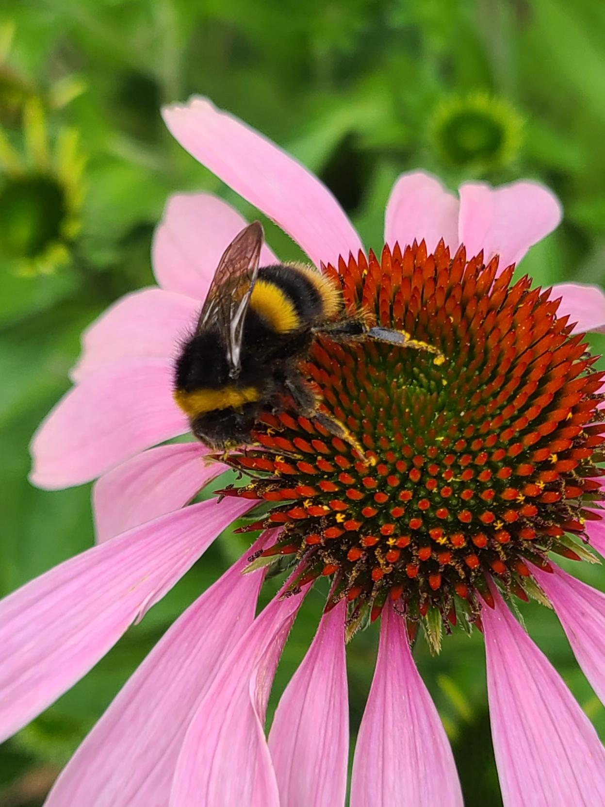 A close-up photo of a large, very fluffy Bumble Bee, clinging to an Echinacea bloom. The flower has bright pink petals & looks daisy shaped, with a burnt orange coloured centre .