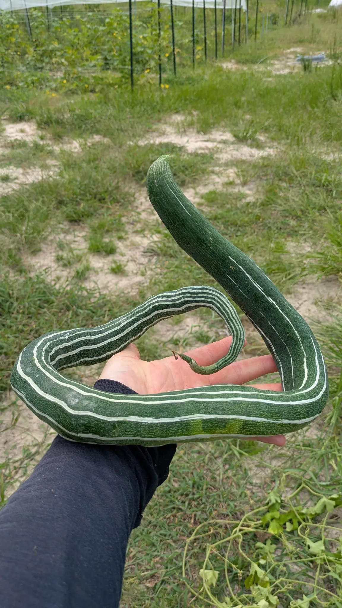 Photo of a snake gourd- it's a long skinny green vegetable with bright white racing stripes down the sides, and this one got curled up while growing so it does look like a snake coiled up and holding its head up. It's sitting on a person's hand, with the farm in the background.