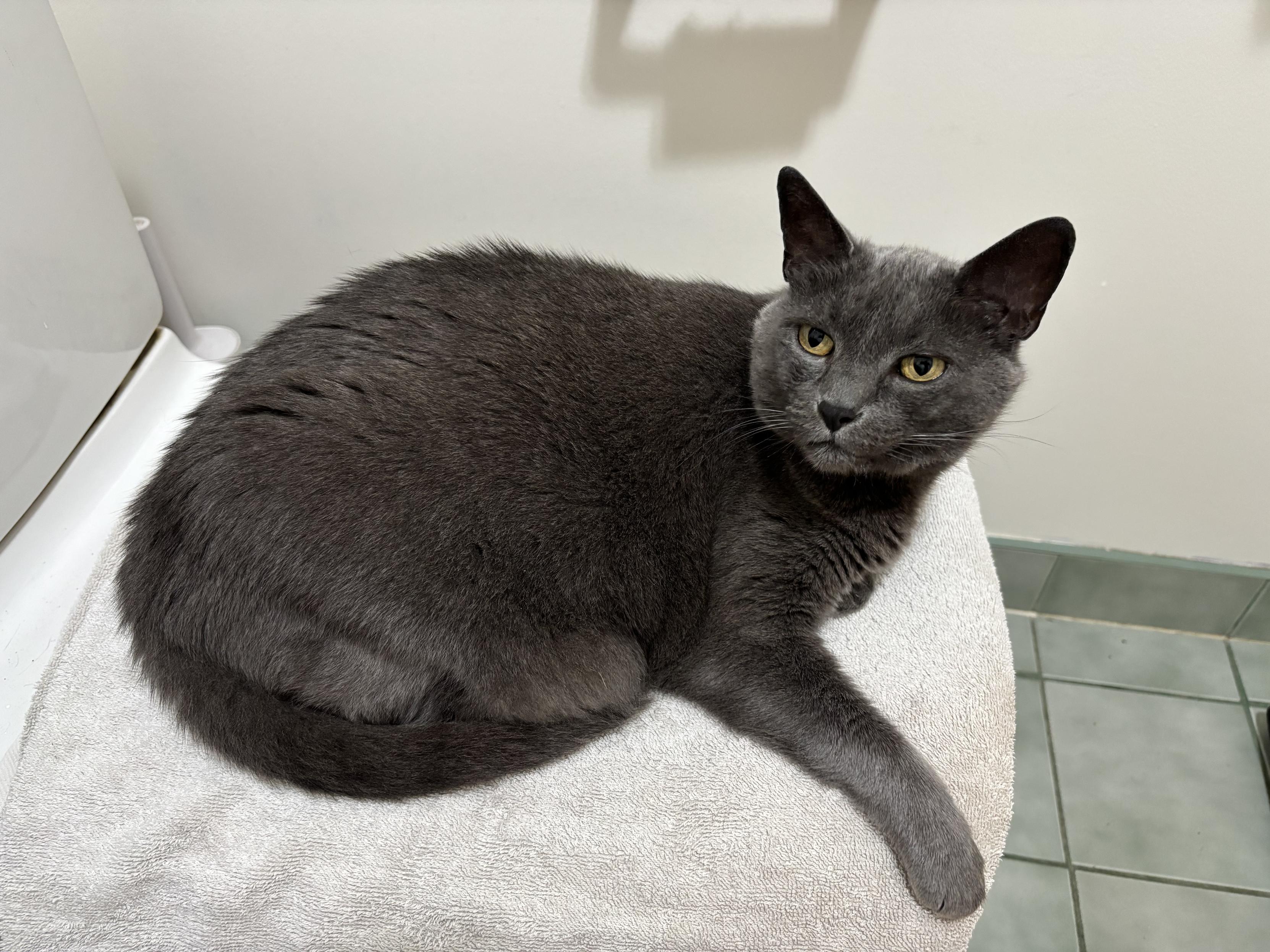 grey cat staring quizzically at the camera