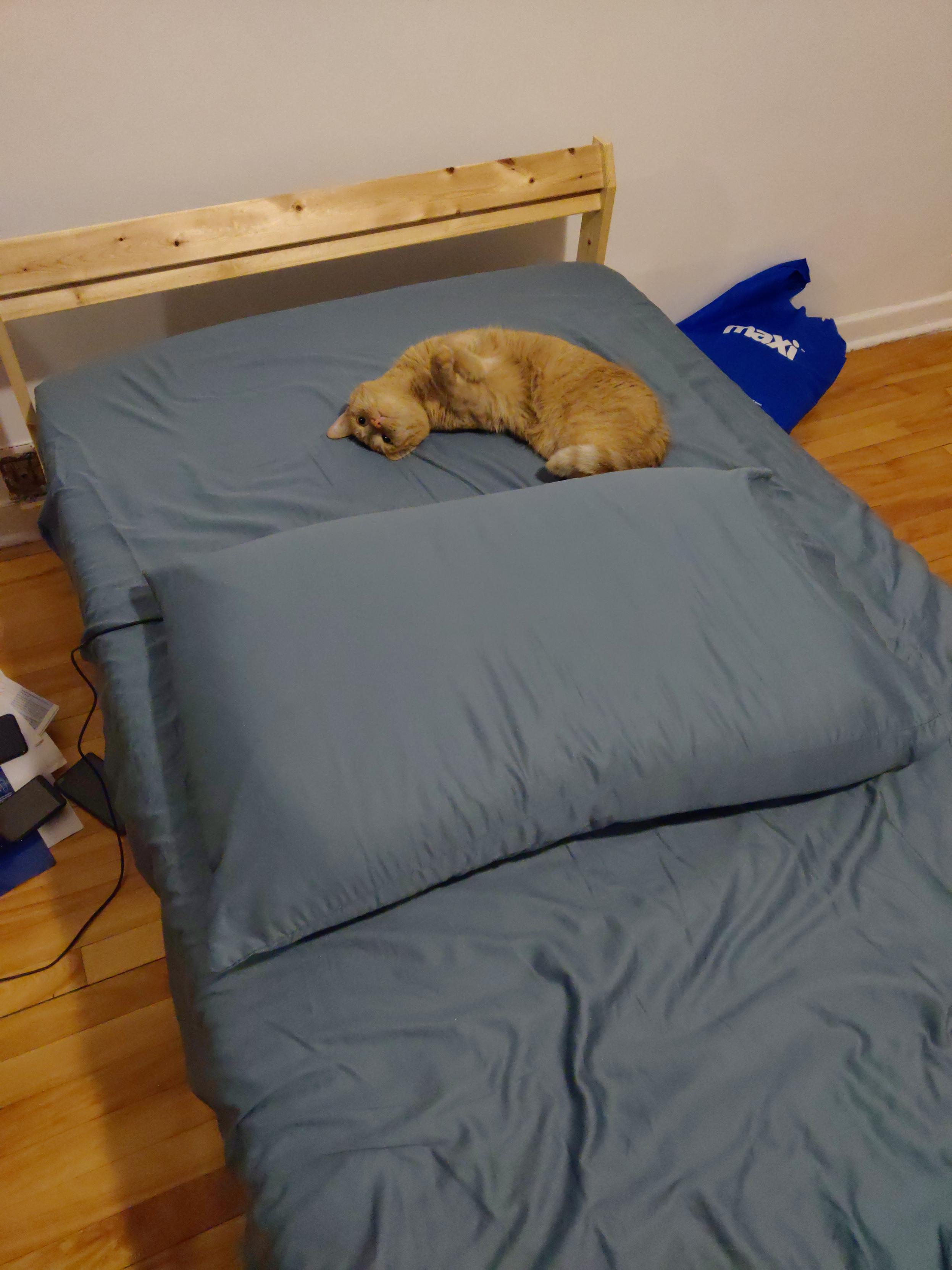 An orange cat laying on its side at the top-middle, facing upwards