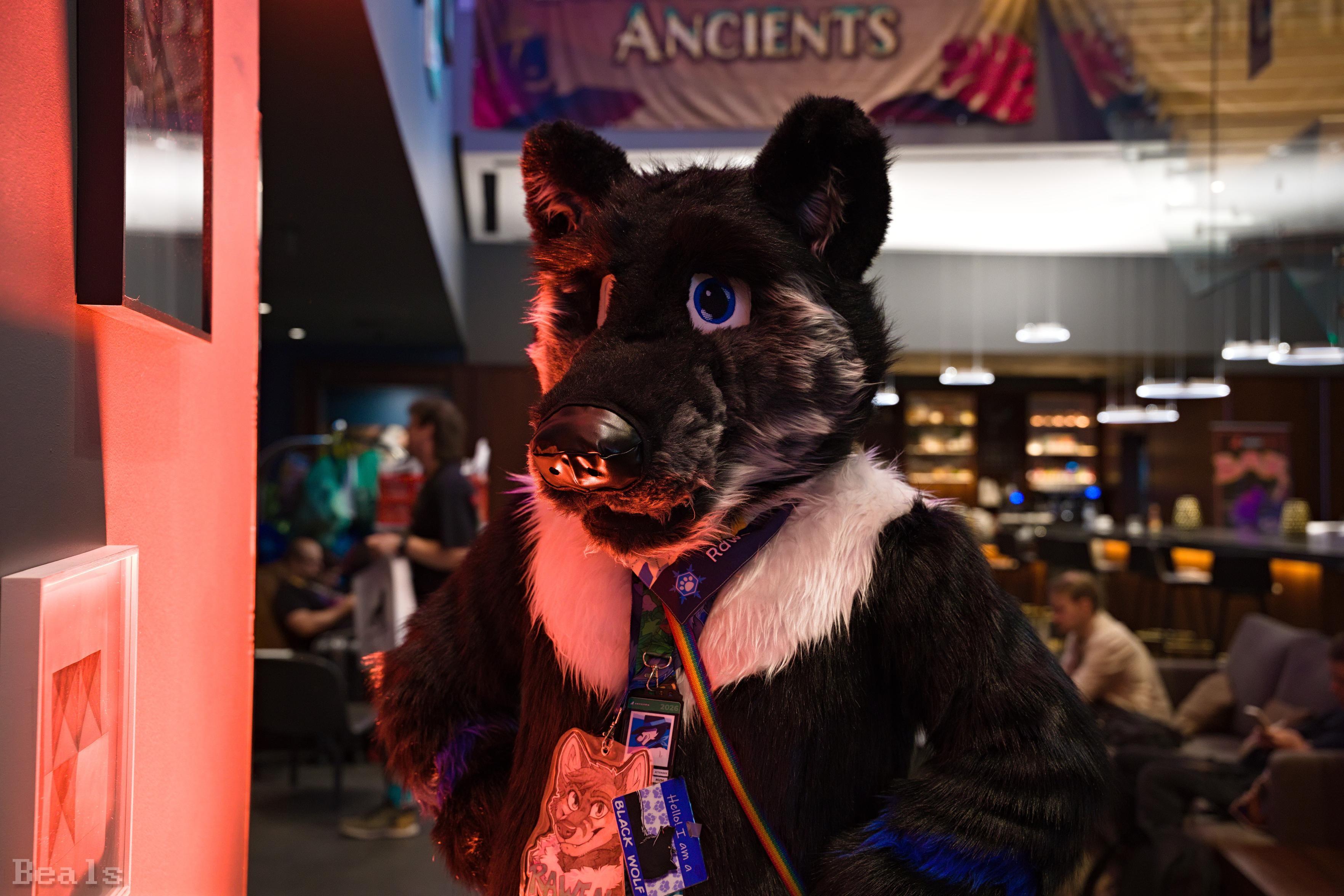 Photo of Rawen (black wolf) posing in full suit in the lobby of the Awoostria con hotel. Rawen is posing next to a red lamp, giving him a more sinister look.