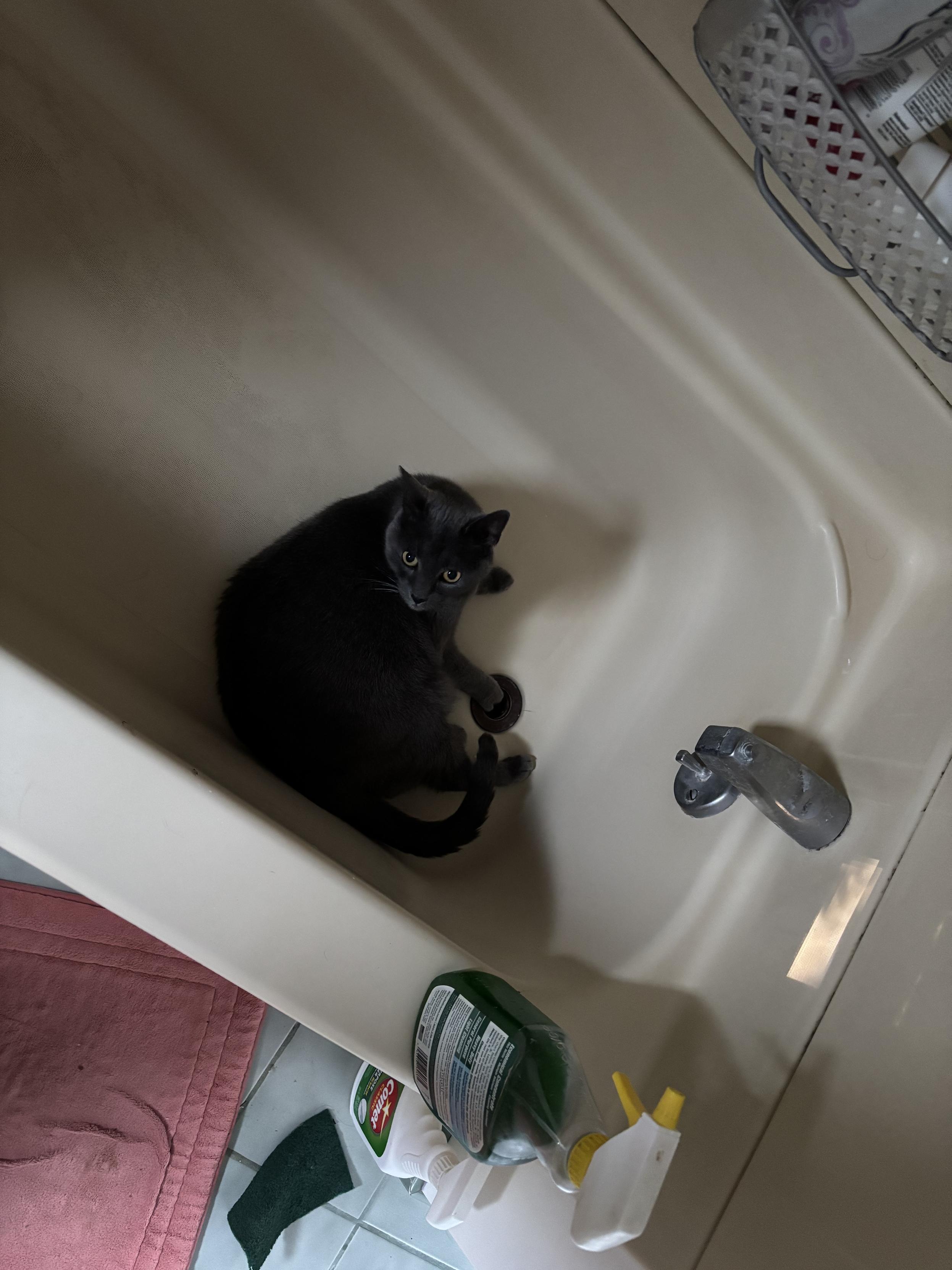 grey cat in bathtub, batting around the drain plug