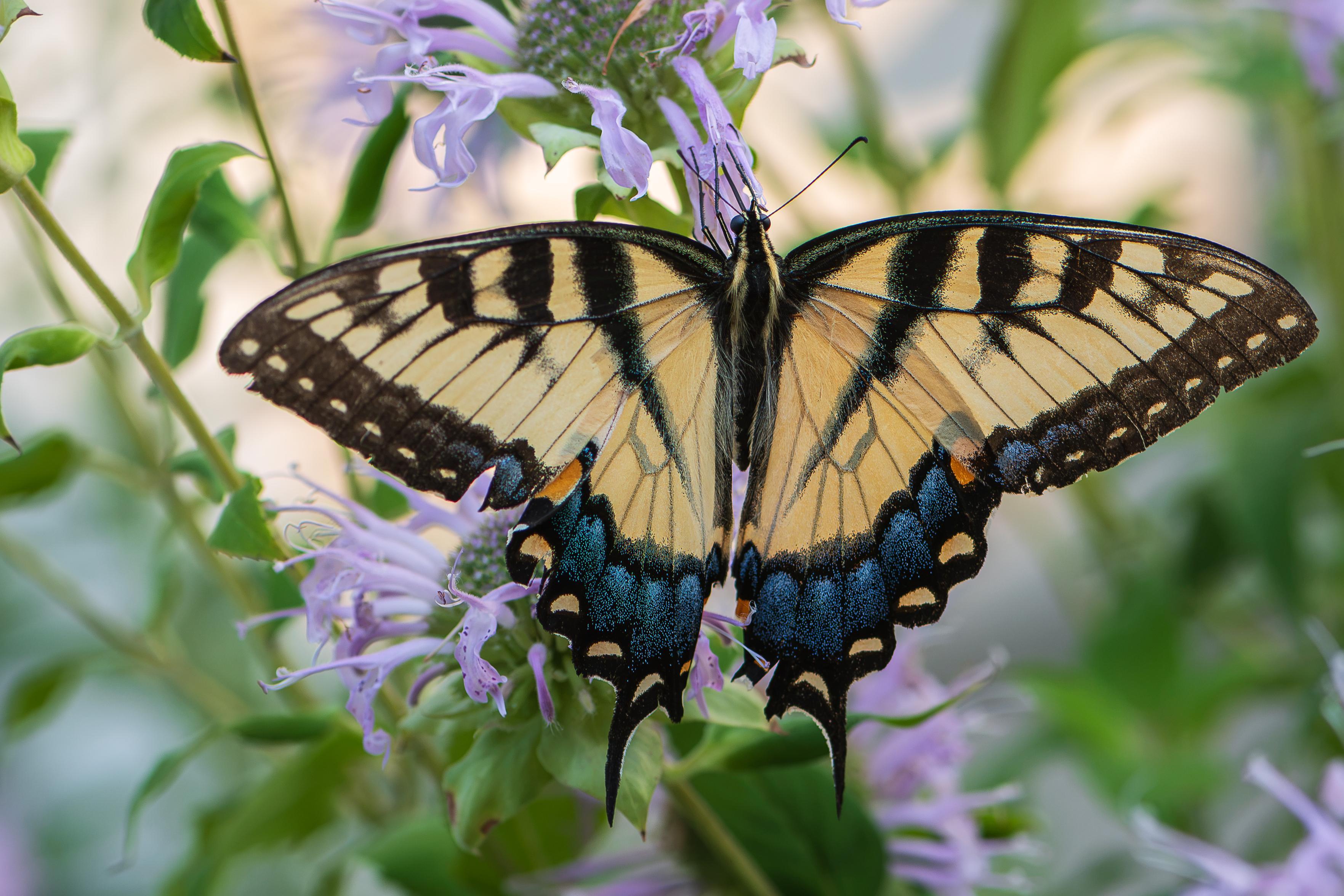 Closeup photograph of a yellow eastern tiger swallowtail butterfly grasping a pink bee balm floret with out of focus bee balm flowers and green foliage in the background. The butterfly takes up most of the right center frame. It is grasping a floret with its legs, its body is hanging downward, and its proboscis is inserted into the same floret down while facing the flower with its wings open leaving its back, the back of its head, and the back of its wings visible. Eastern tiger swallowtail butterflies have yellow wings with black edging, short black vertical stripes near the wing top, yellow and black veining, black edges along the sides and bottom of their wings with yellow scallop-shaped spotting and small metallic-blue and orange spots near the bottom-center of the wings, black bodies and heads covered in fine hairs, yellow stripes along either side of the back and head, large black compound eyes, two long, black antennae, and six black, segmented legs, and a long black proboscis used for probing the interiors of flower for nectar.