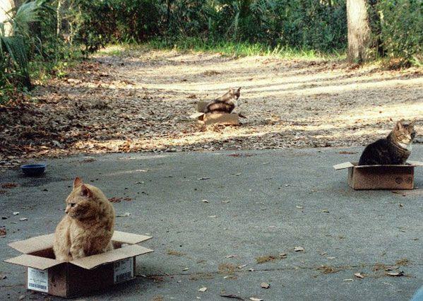 a path with three open boxes, each filled with a cat