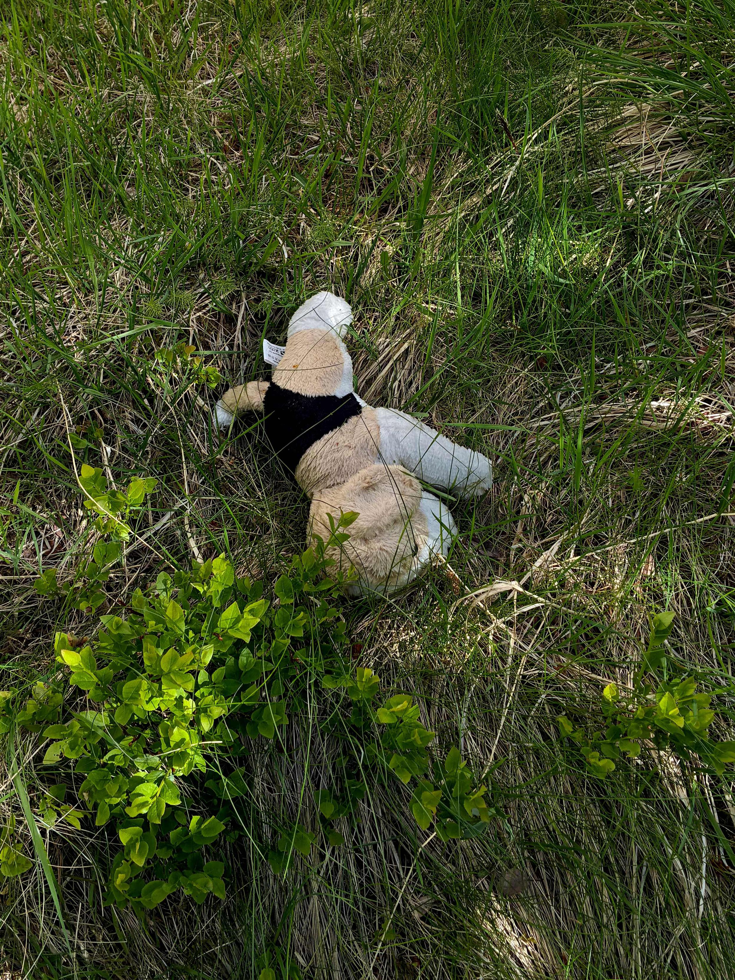 An abandoned toy dog.