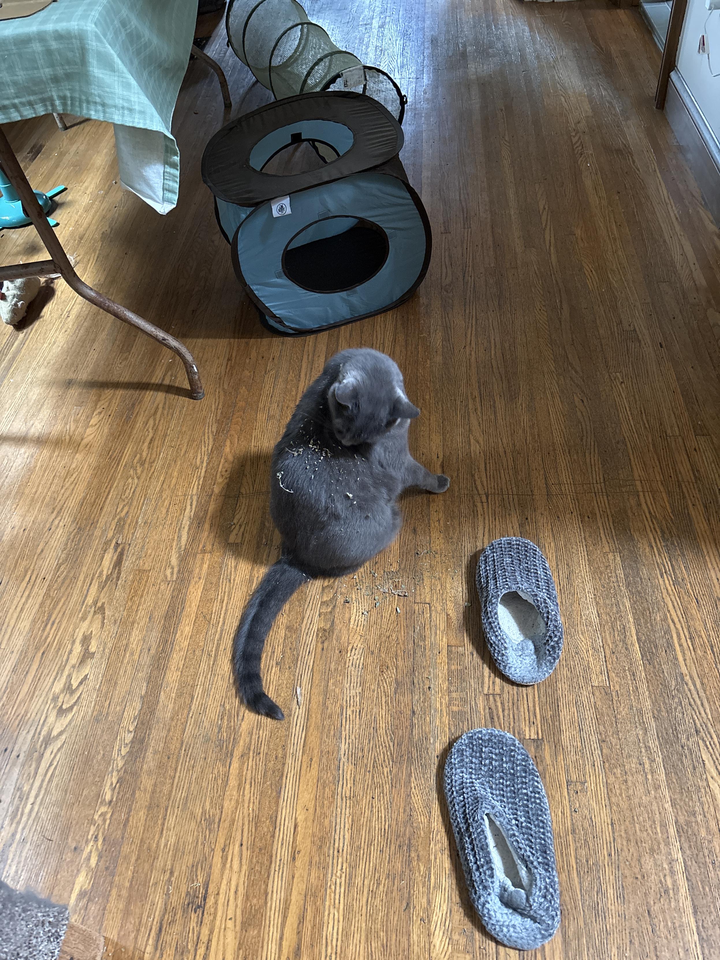 grey cat grooming herself and covered in a light dusting of catnip