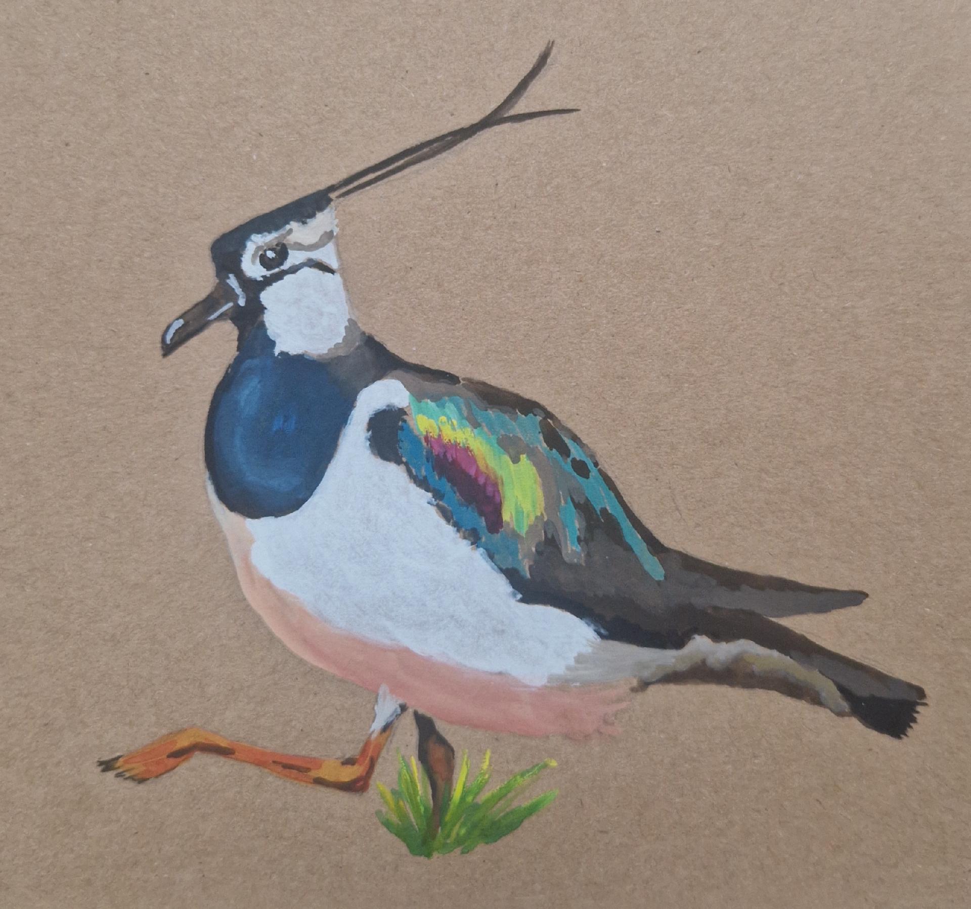 A male northern lapwing walking on grass, white belly and face with a black-blue breast and crest, brown back and tail with some pink and bright bleue feathers on the wings, in gouache paints on brown paper