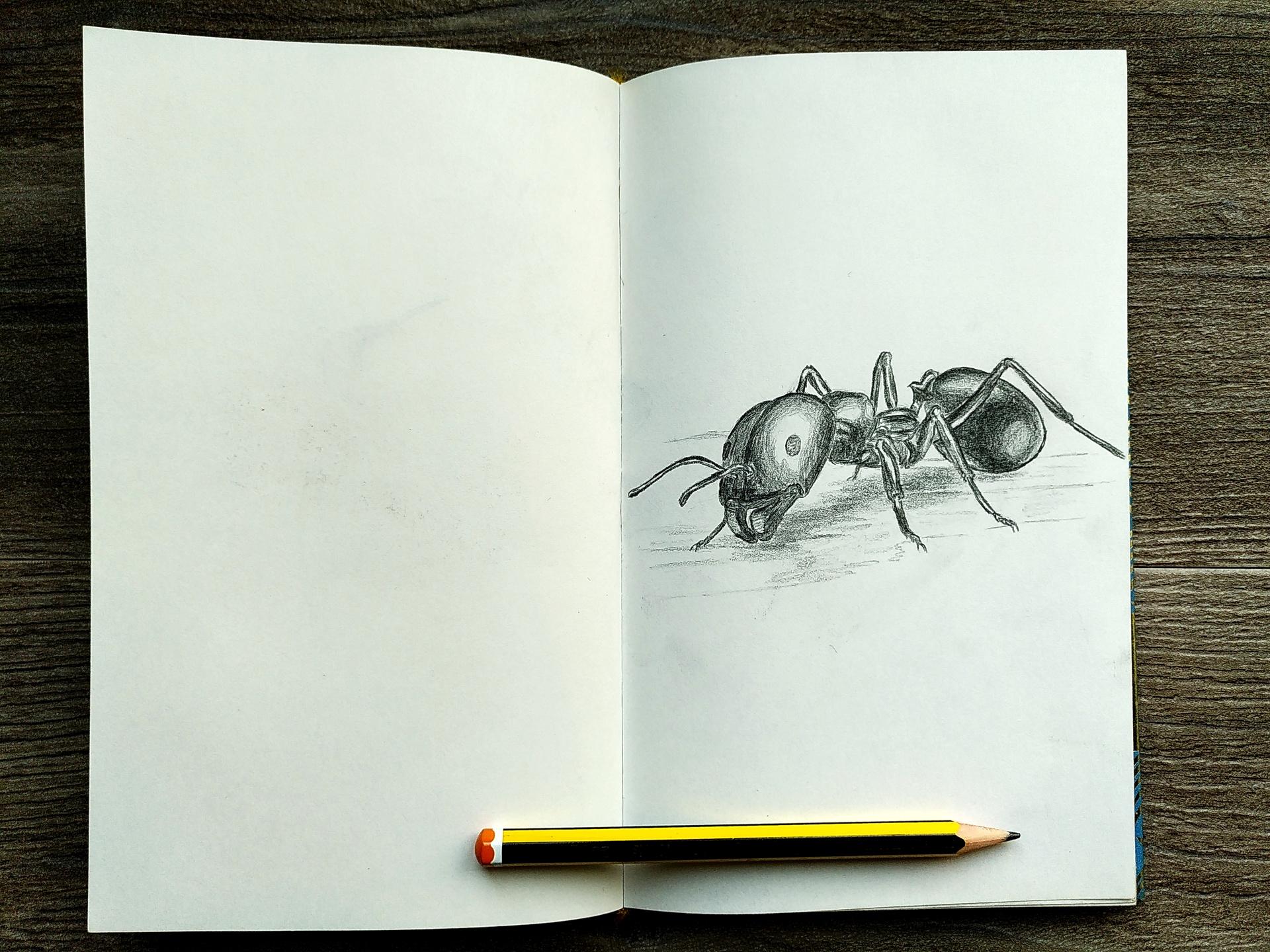 Pencil drawing of an ant.