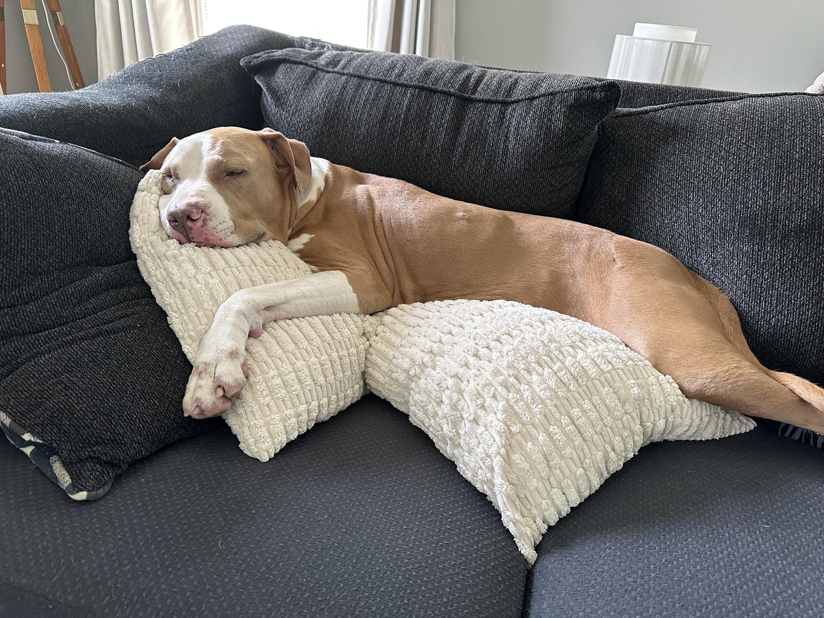 Eugene, a brown and white bully breed dog laying across three pillows on a blue couch resting comfortably