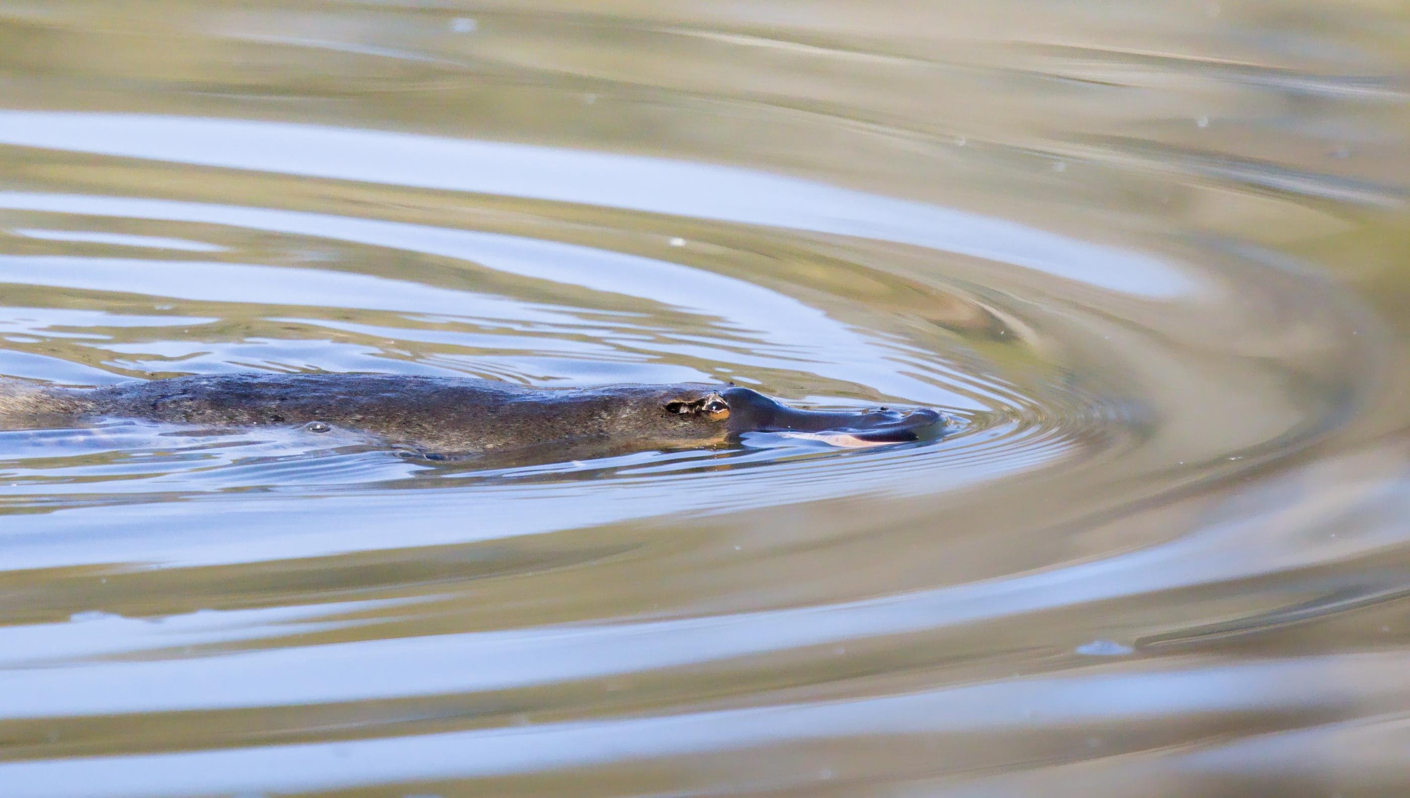 A platypus swimming near the water’s surface, creating concentric ripples across a calm, brownish pond.
