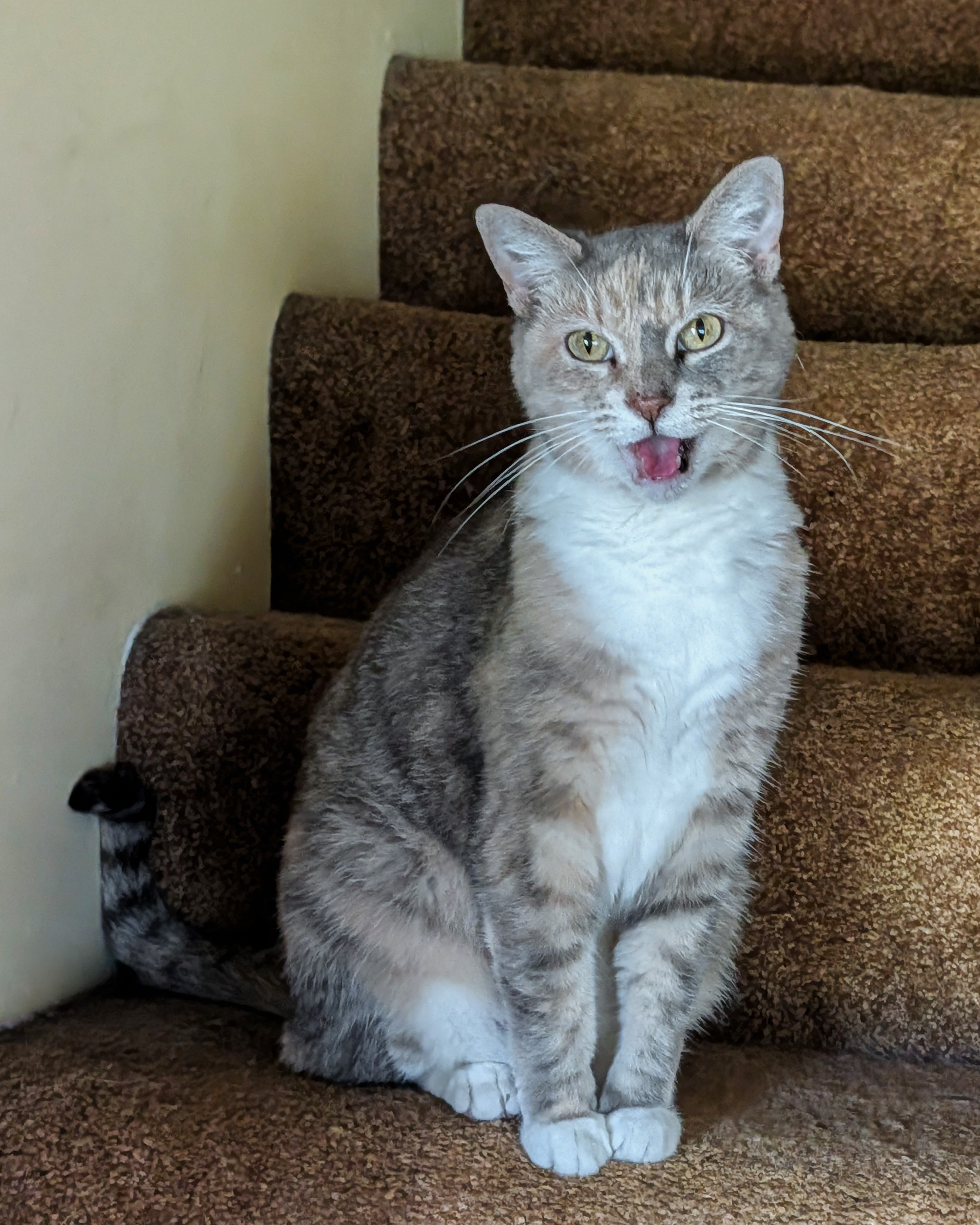 Sugar the cat is on the stairs and opening her mouth as if she is herself expressing no uncertain opinions