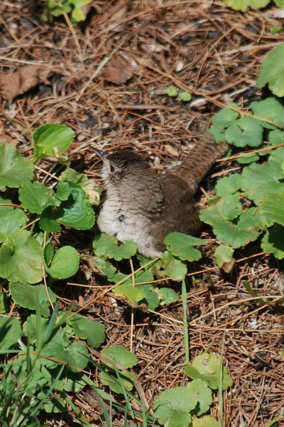 Looking downward on a House Wren that's on the ground with pine needles and some sparse vegetation.  The bird has its breast toward the camera, but has its head turned to look over the right shoulder.  The feathers on the neck and breast are downy-looking.