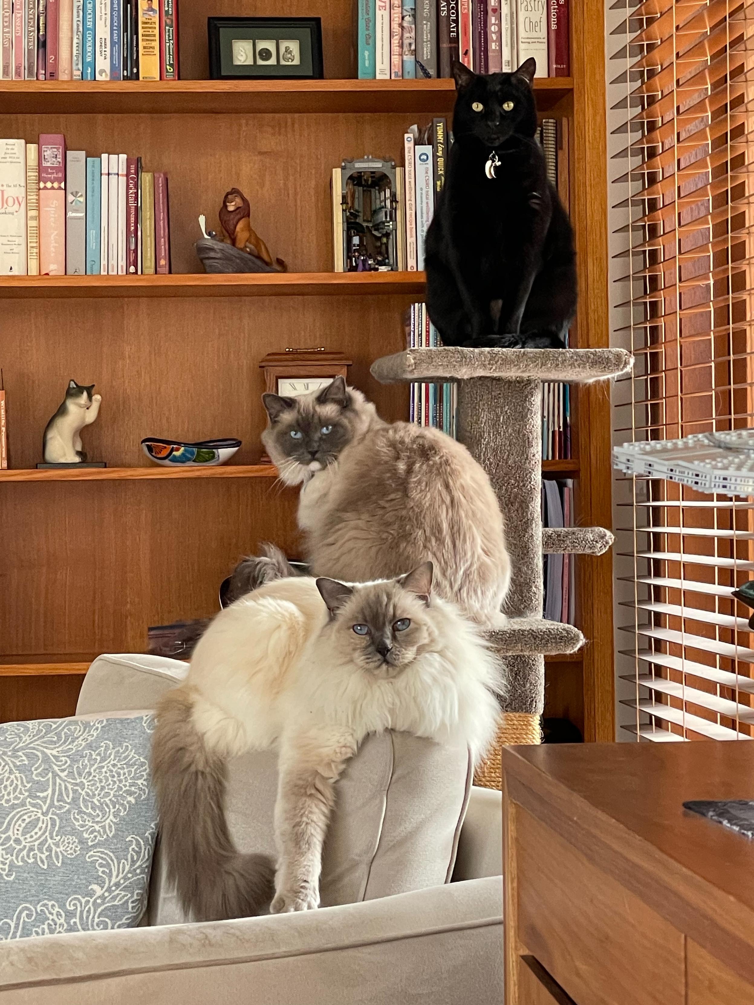 Indoor scene. A black shorthair cat sits upright on a cat tree. A medium haired ragdoll on a lower level. And a long haired ragdoll monorailing on the back of a chair. There’s a wood bookcase and Venetian blind in the background.