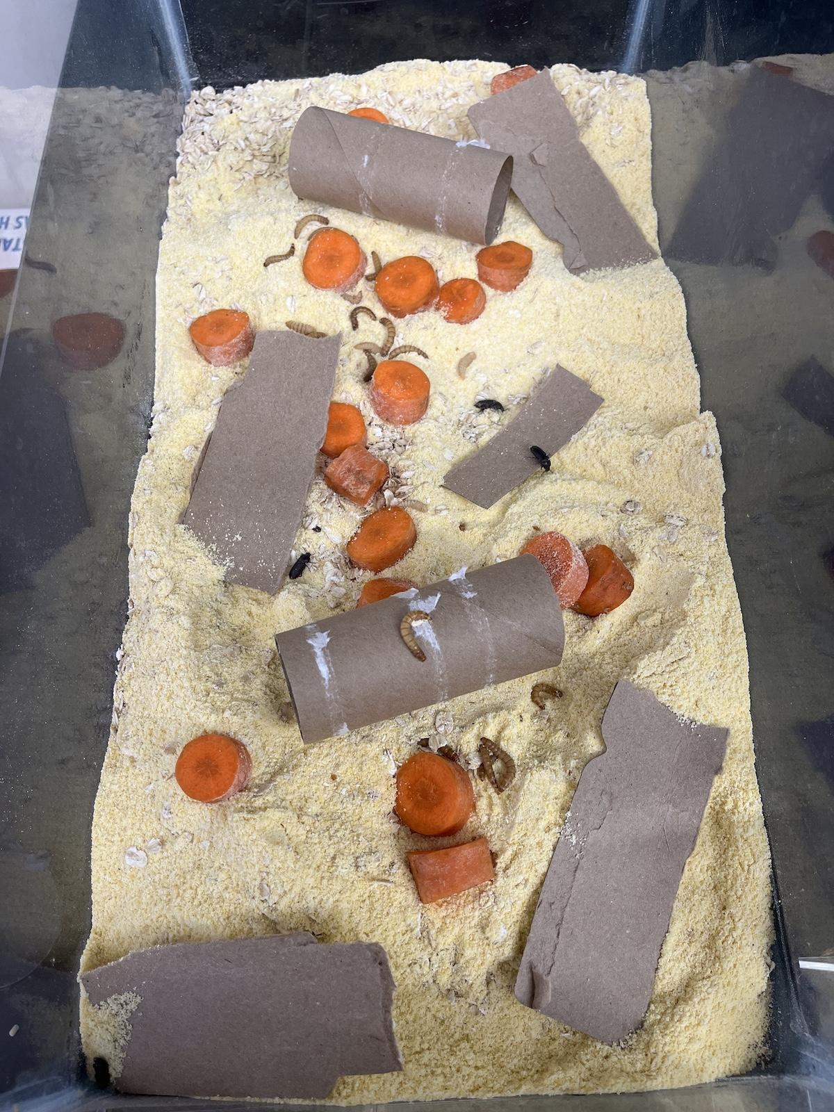 fresh mealworm colony