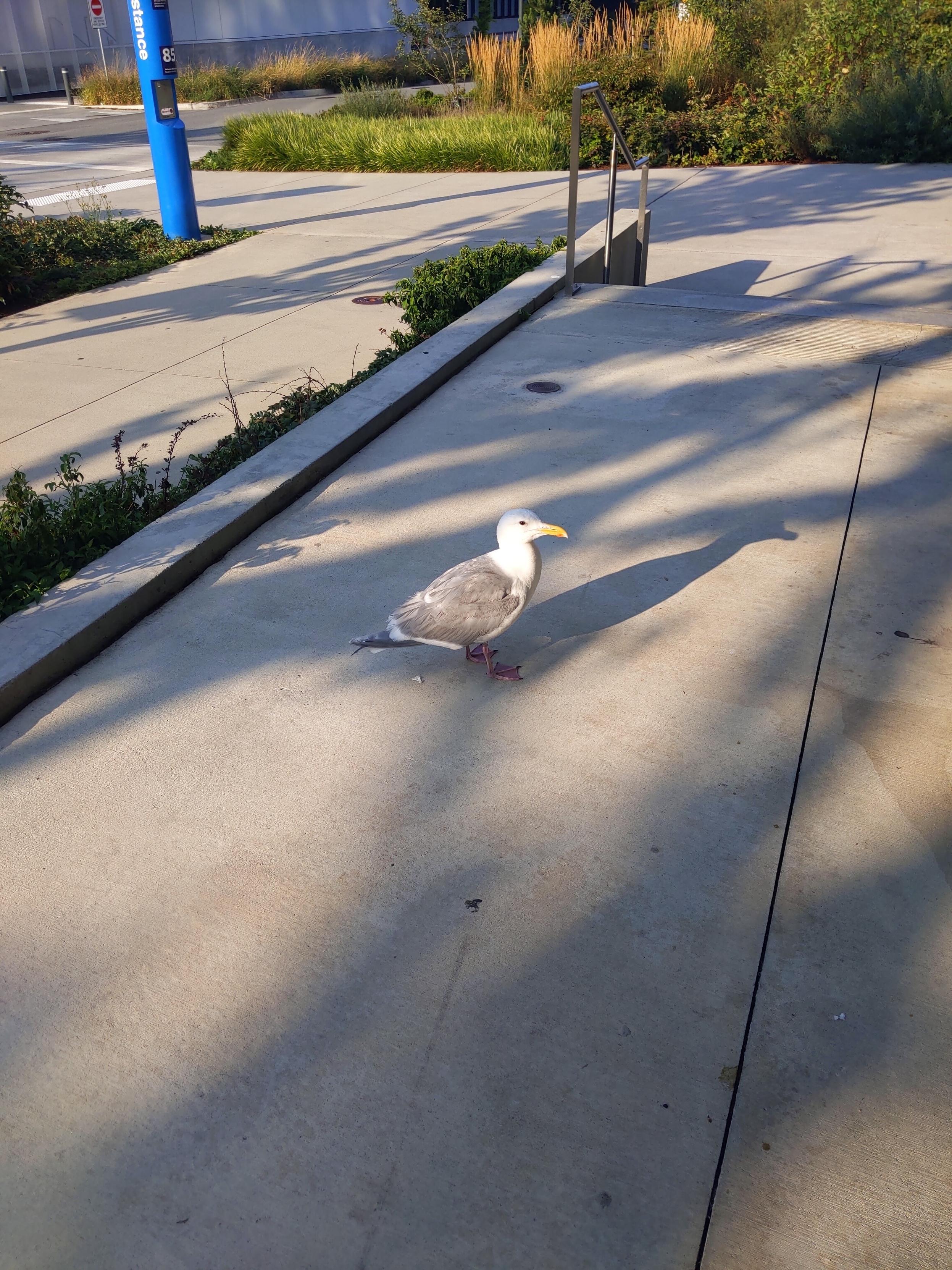Picture of seagull on sidewalk