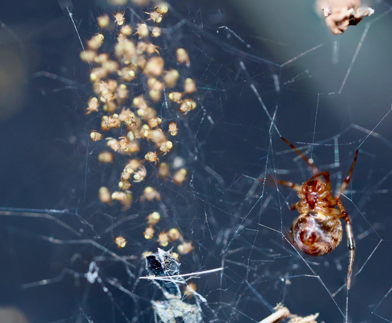Parasteatoda babies