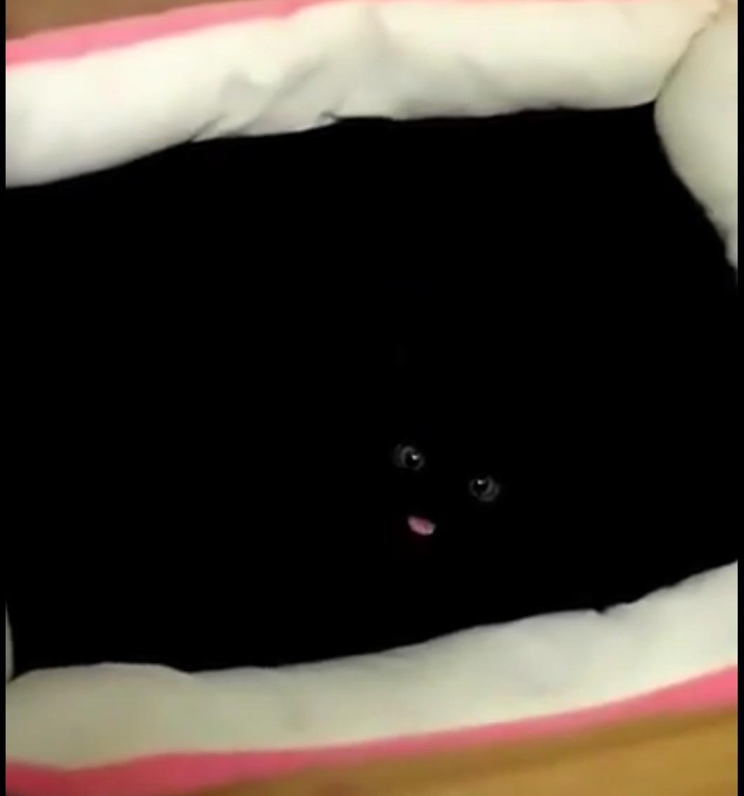 Photo of a black kitten in a cat bed with a black bottom, but all you can see is the little void's eyes and its open mouth from meowing.