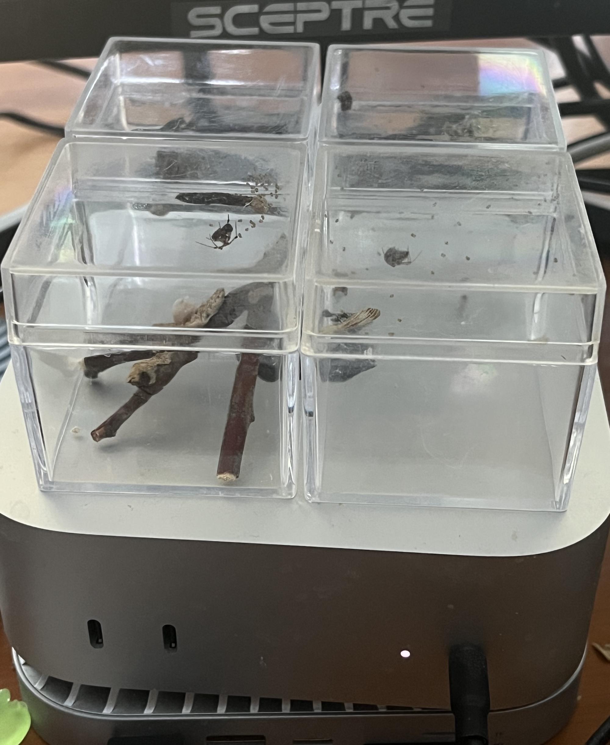 spiders on a mac