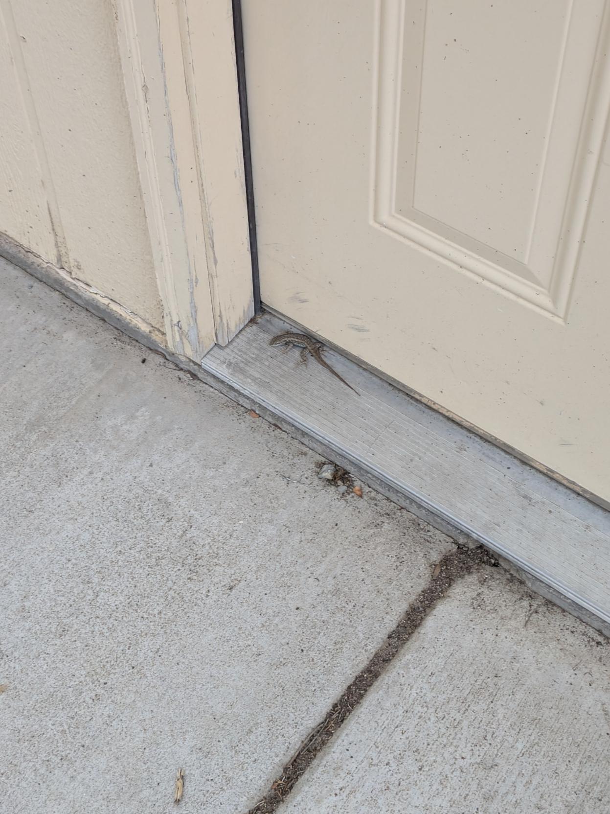 A lizard at the base of a door looking terrified
