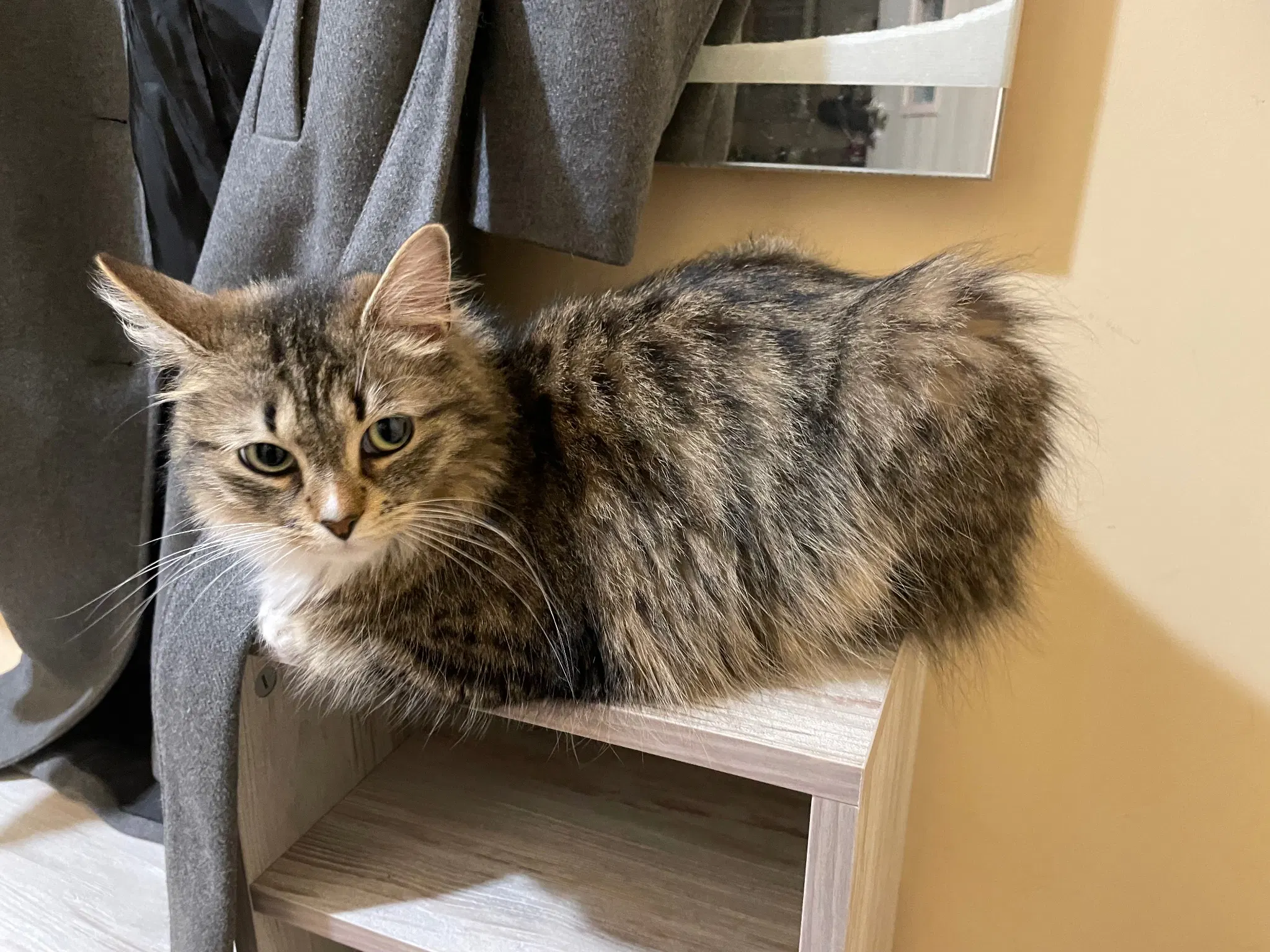 View from the side, she's a loaf now and she's looking somewhere to the right