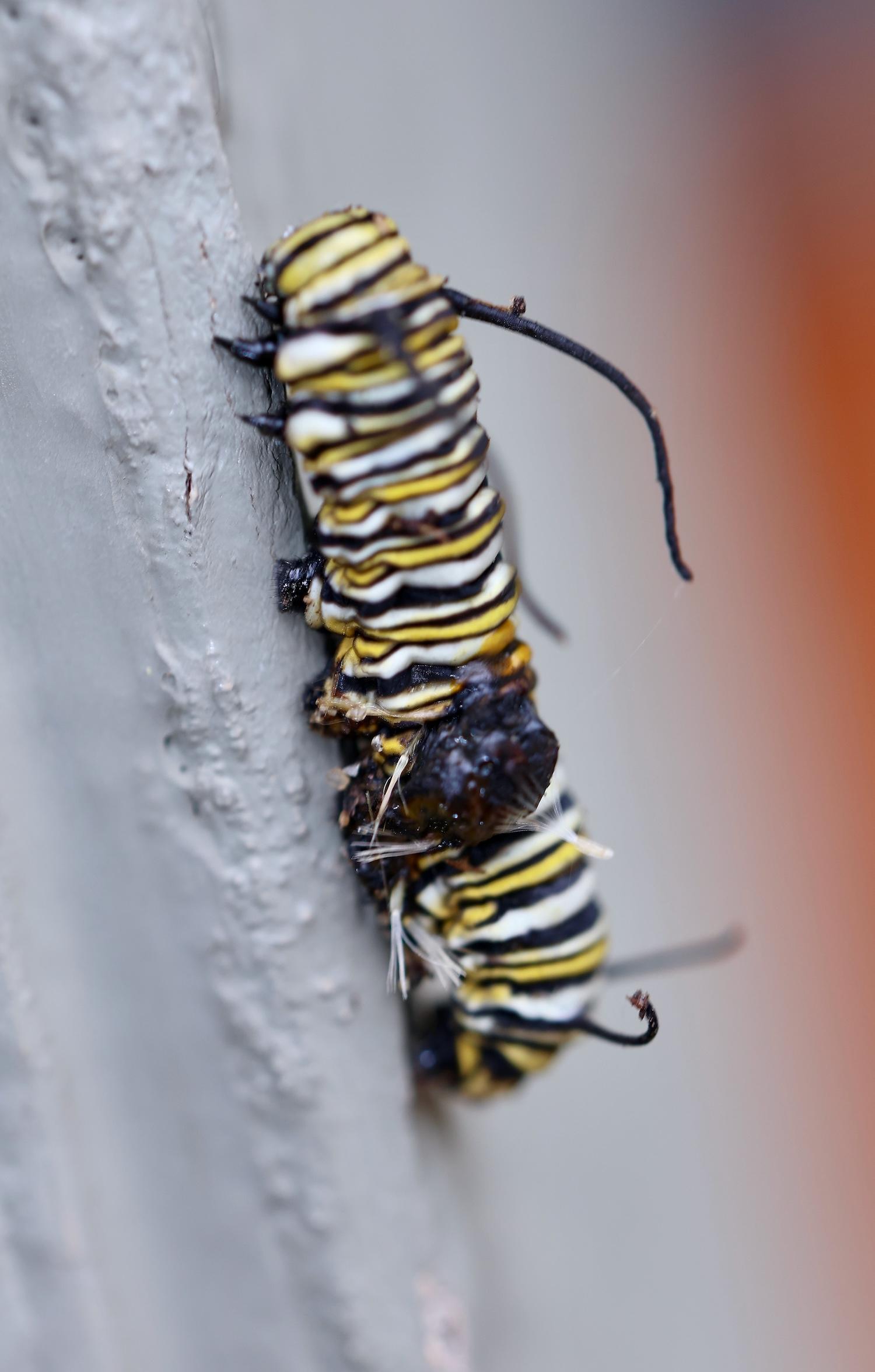 caterpillar with an ugly blob on its side