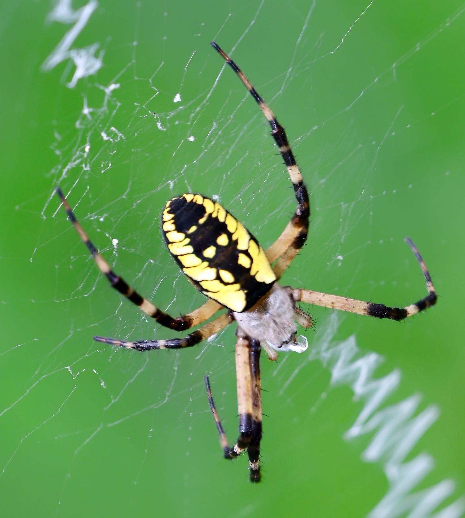Argiope