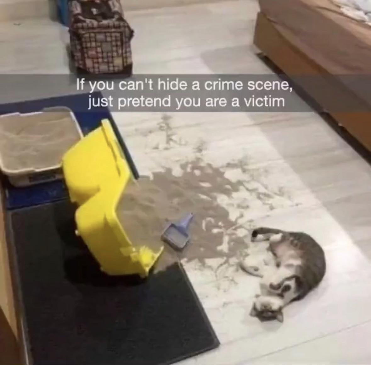 Photo of a cat laying on the floor next to a kitty litter bin that's been tipped over, making a mess. The caption says "If you can't hide a crime scene, just pretend you are a victim."