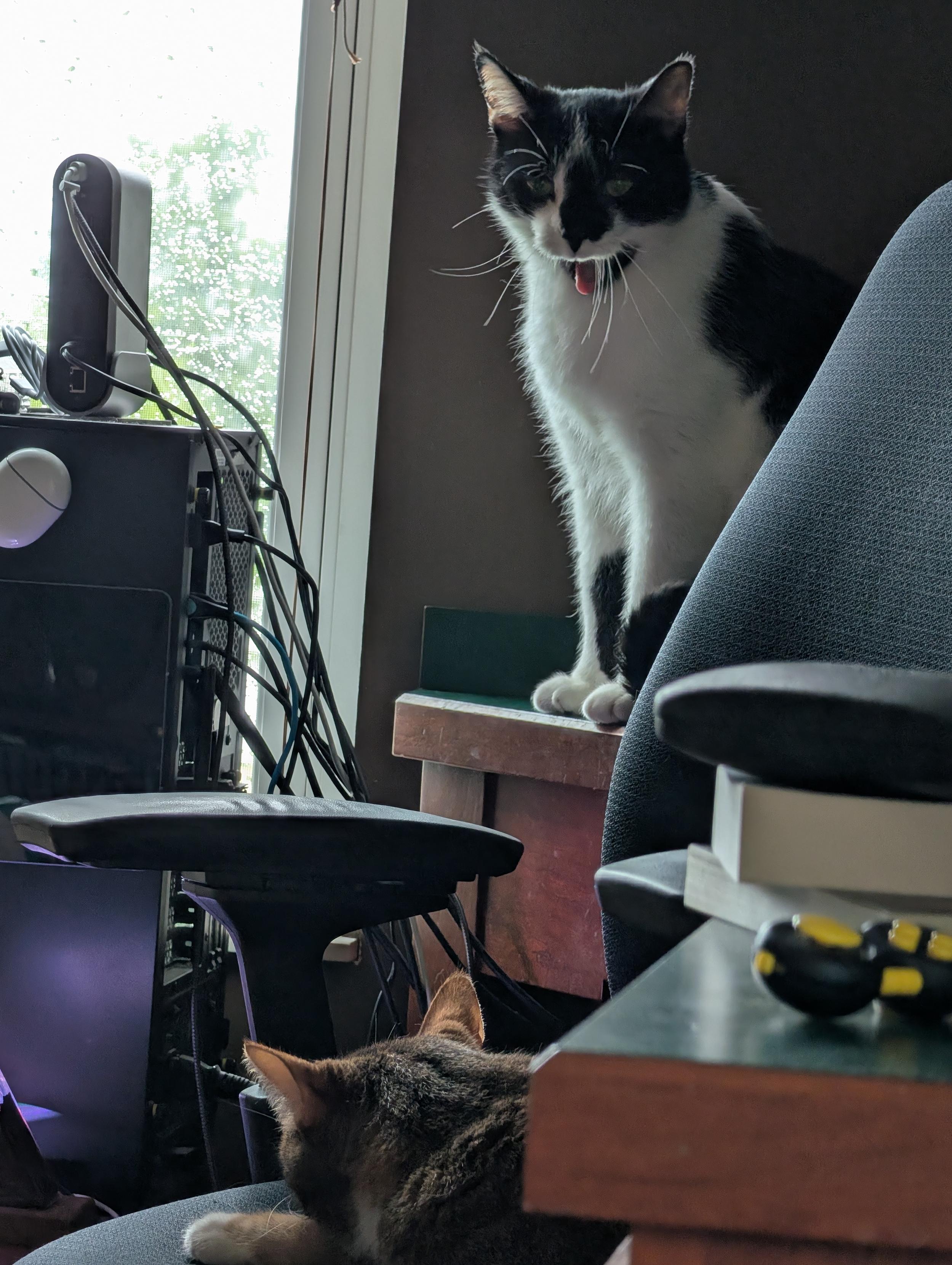 Smudge's tongue is lolling out and his eyes look vaguely apologetic. I assure you he has never once been apologetic about anything. Spice sleeps through all the drama.