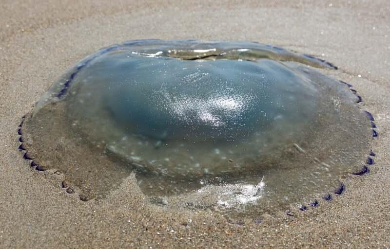 Huge swarm of jellyfish shut down nuclear reactors at power plant after clogging pumpsA swarm of jellyfish forced a shutdown of nuclear reactors at western Europes largest nuclear power...#europe #world