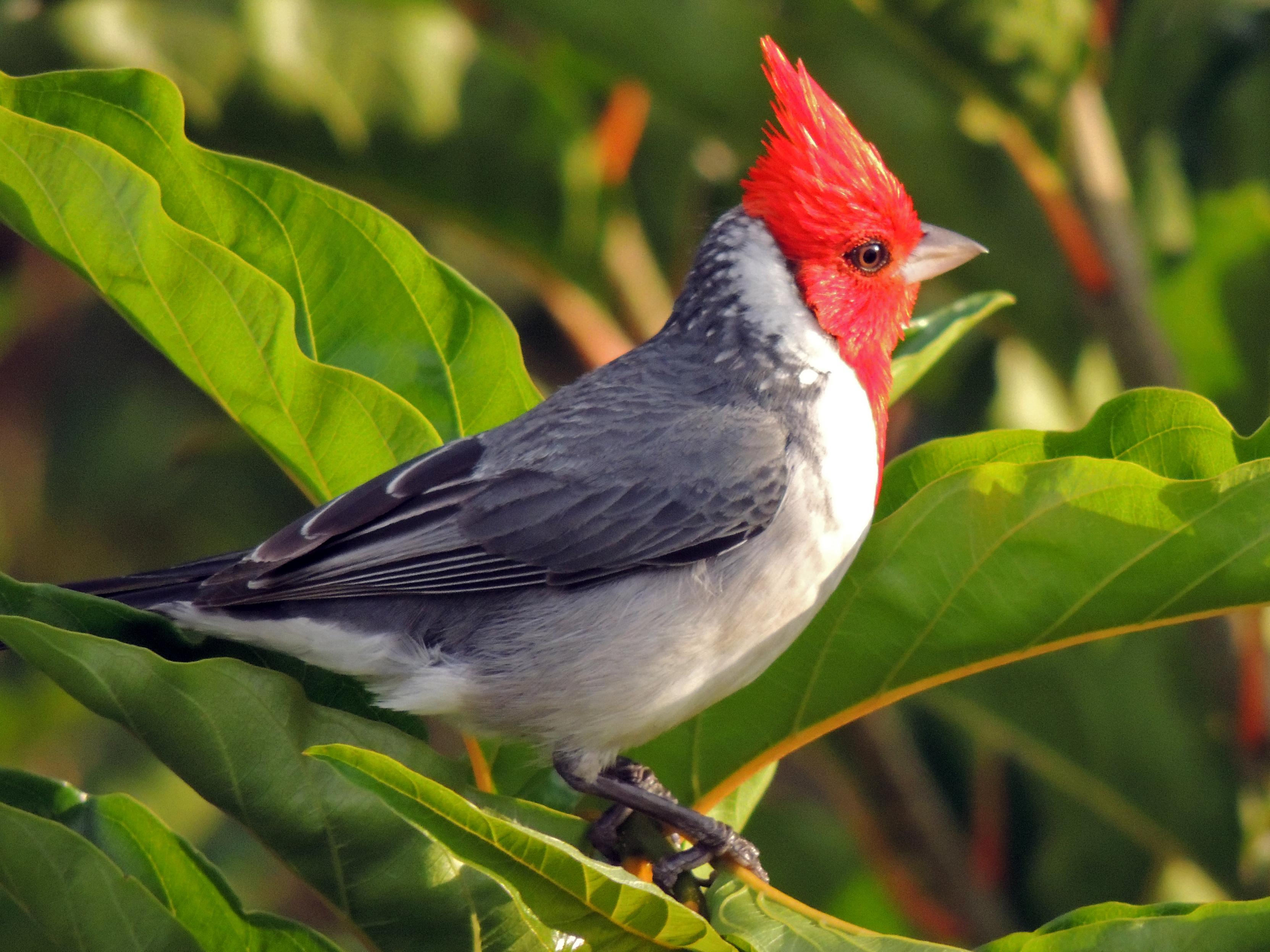 A red crested cardinal looks into the sunset. Perched amongst tropical plants, the cardinals red head feathers poke up. This was one of my first birdwatching photos from 2013.