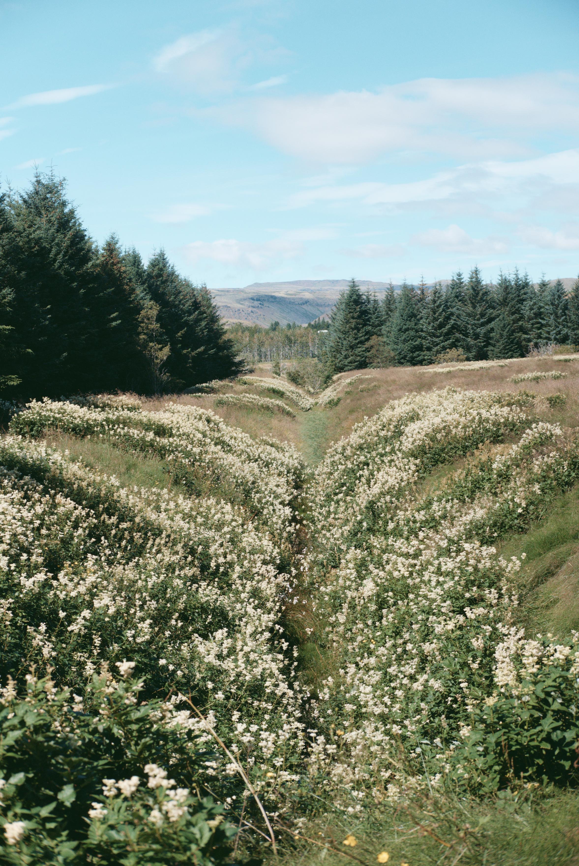 A view of an overgrown ditch surrounded by trees and flowers.