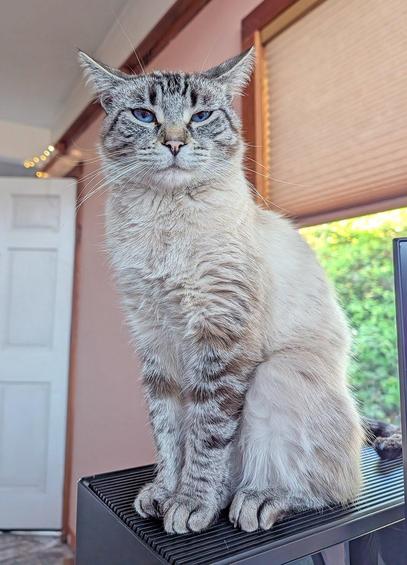 My daughter sent me a lovely photo of Jasper. #CatsOfMastodon
