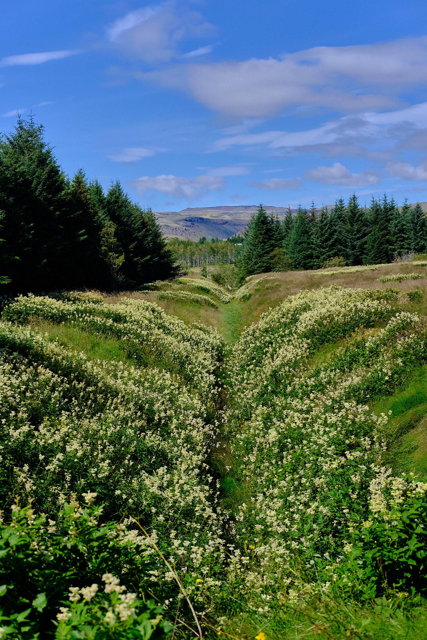 A view of an overgrown ditch surrounded by trees and flowers.